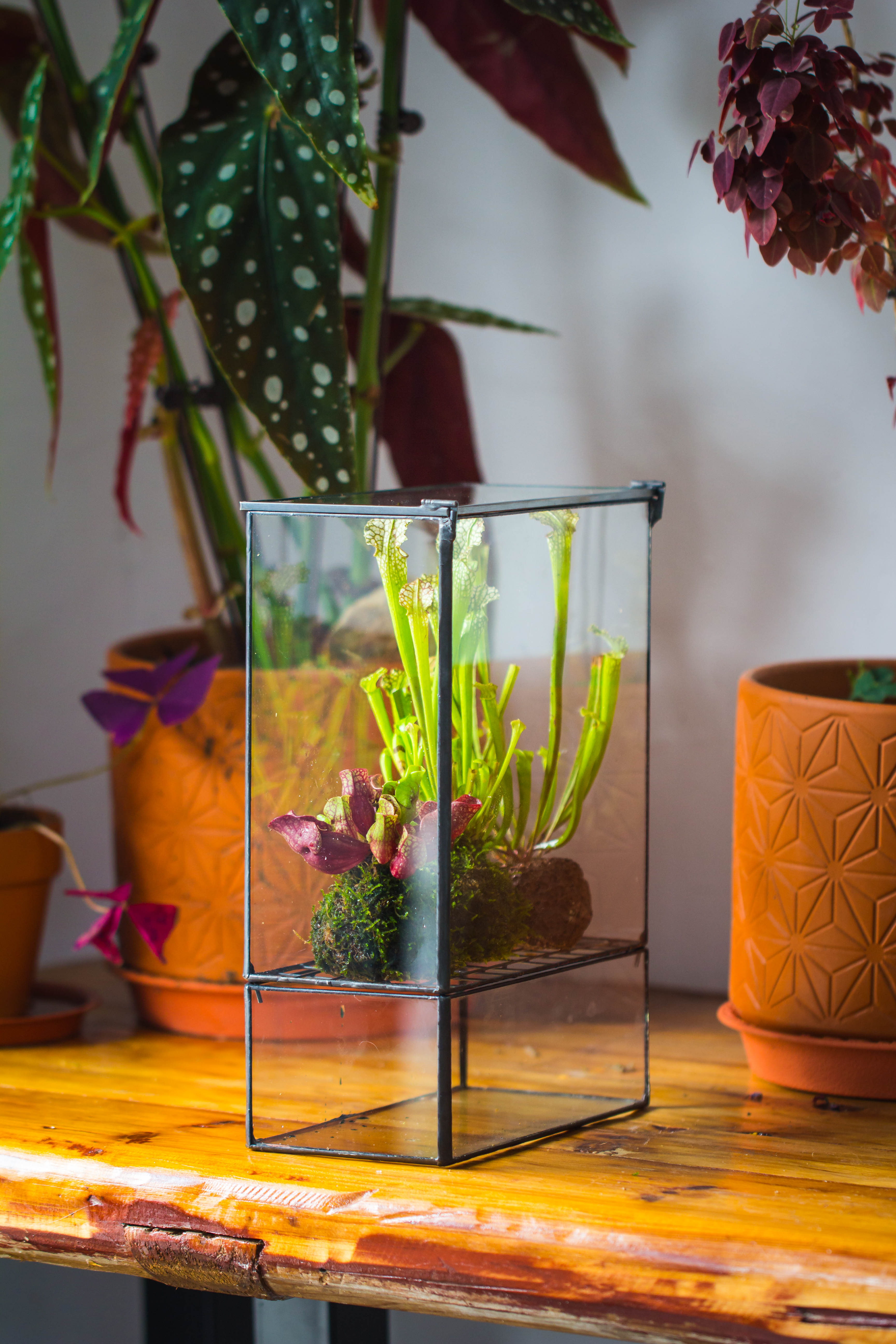 NCYP Glass and Tin Close terrarium with drainage bottom, suits for Fly Trap, Pitcher Plants, Moss Ball, Nursery, Small tropical Plants - NCYPgarden