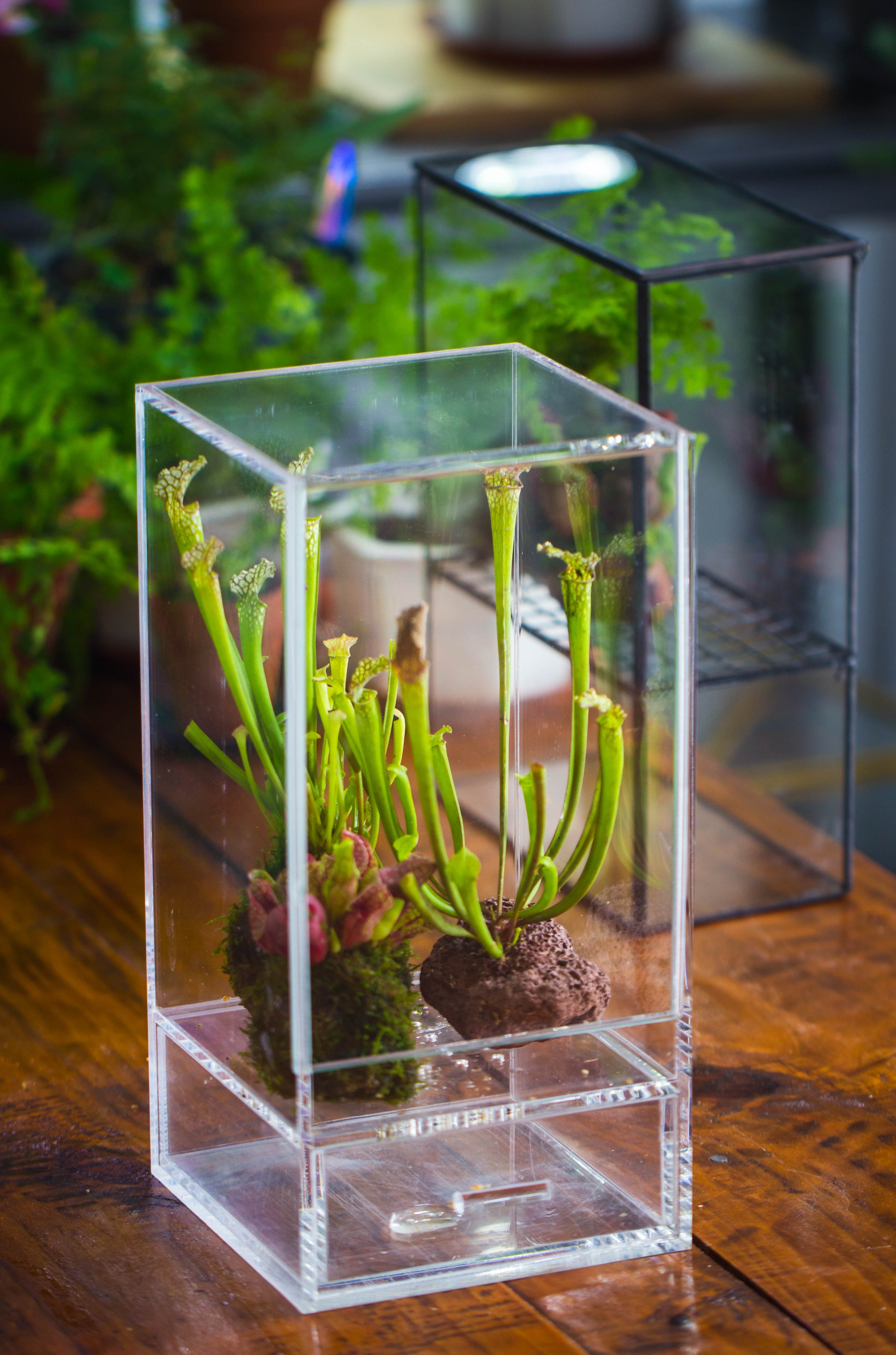 NCYP Acrylic Close terrarium with drainage bottom, suits for Fly Trap, Pitcher Plants, Moss Ball, Nursery, Small tropical Plants - NCYPgarden
