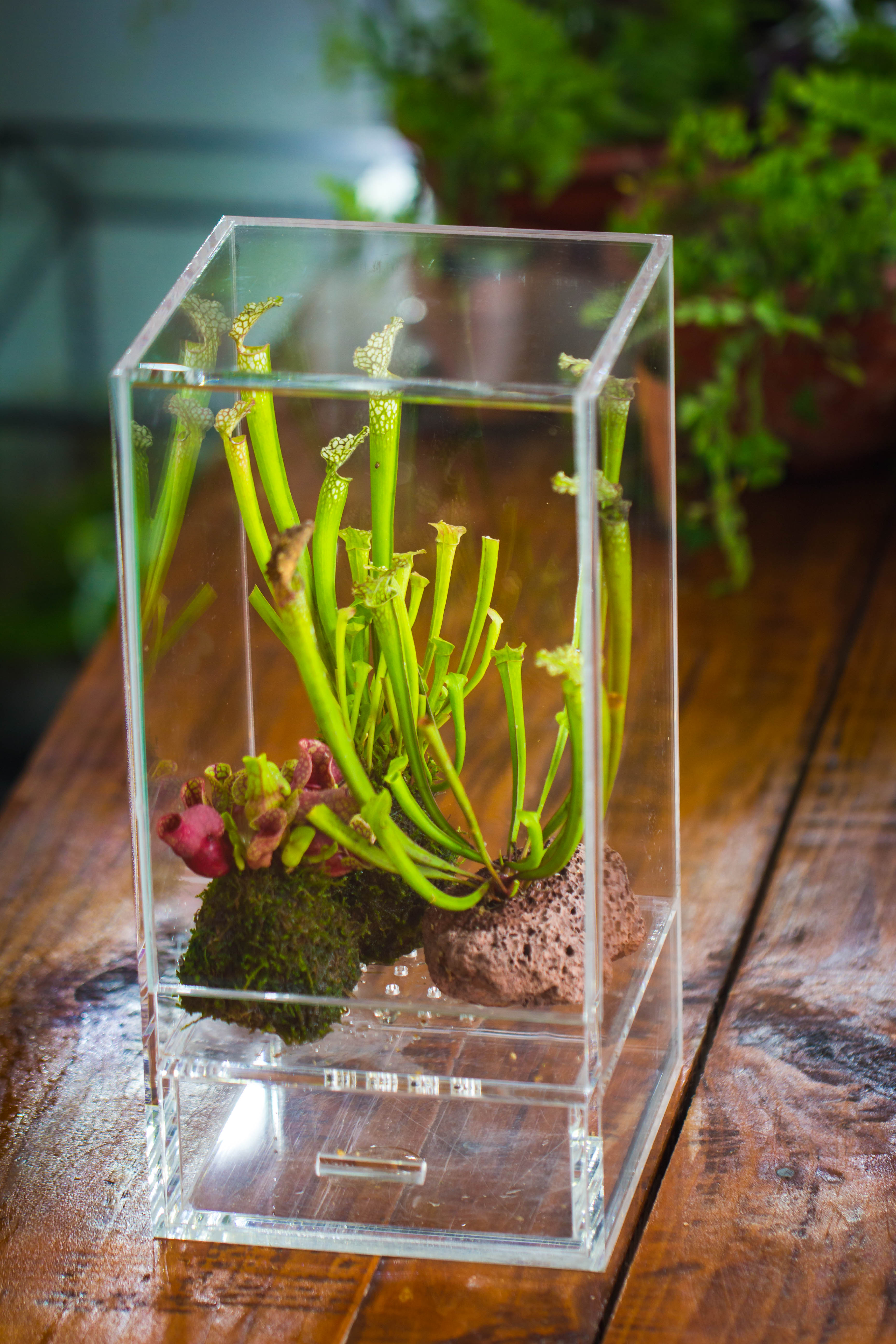 NCYP Acrylic Close terrarium with drainage bottom, suits for Fly Trap, Pitcher Plants, Moss Ball, Nursery, Small tropical Plants - NCYPgarden