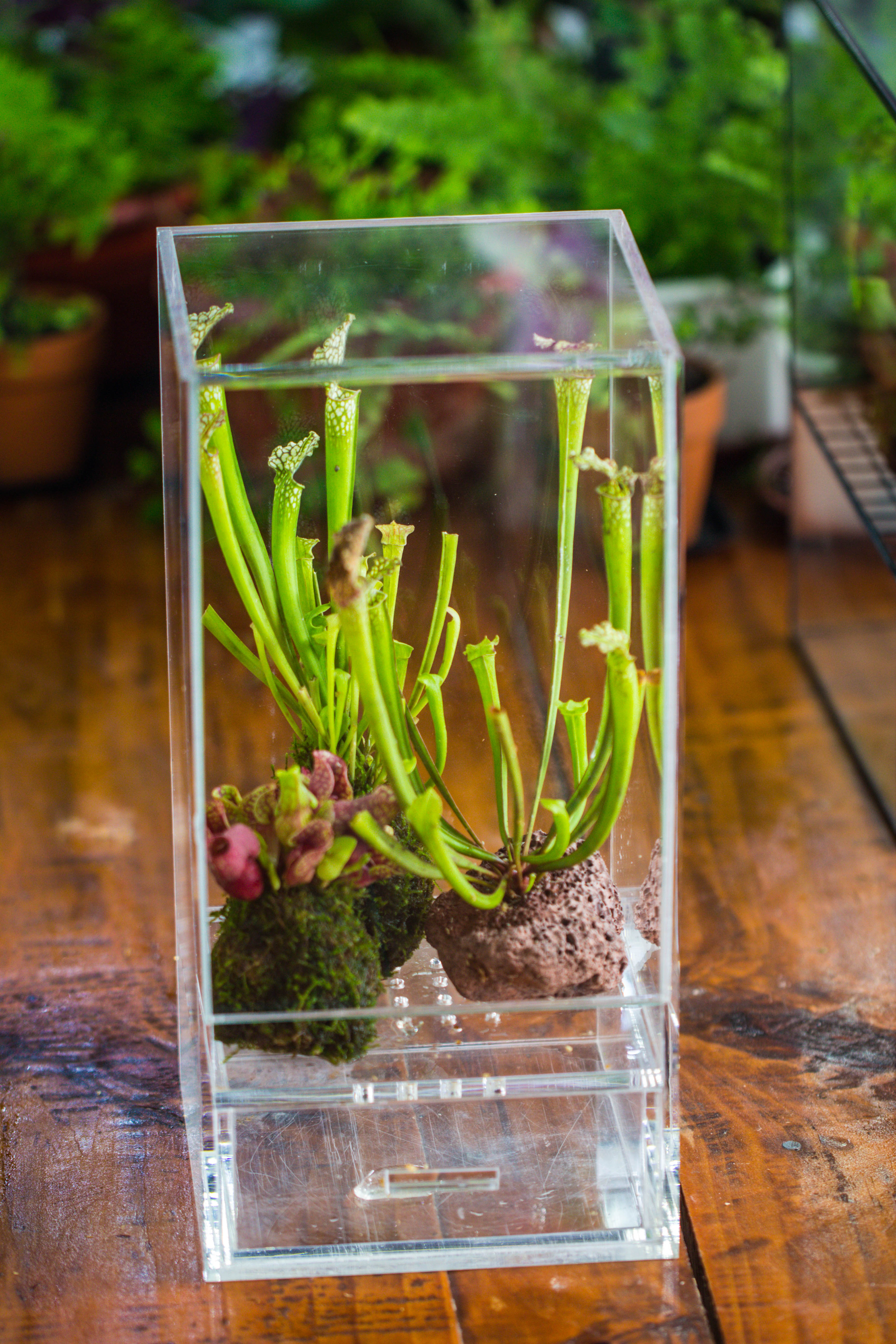 NCYP Acrylic Close terrarium with drainage bottom, suits for Fly Trap, Pitcher Plants, Moss Ball, Nursery, Small tropical Plants - NCYPgarden