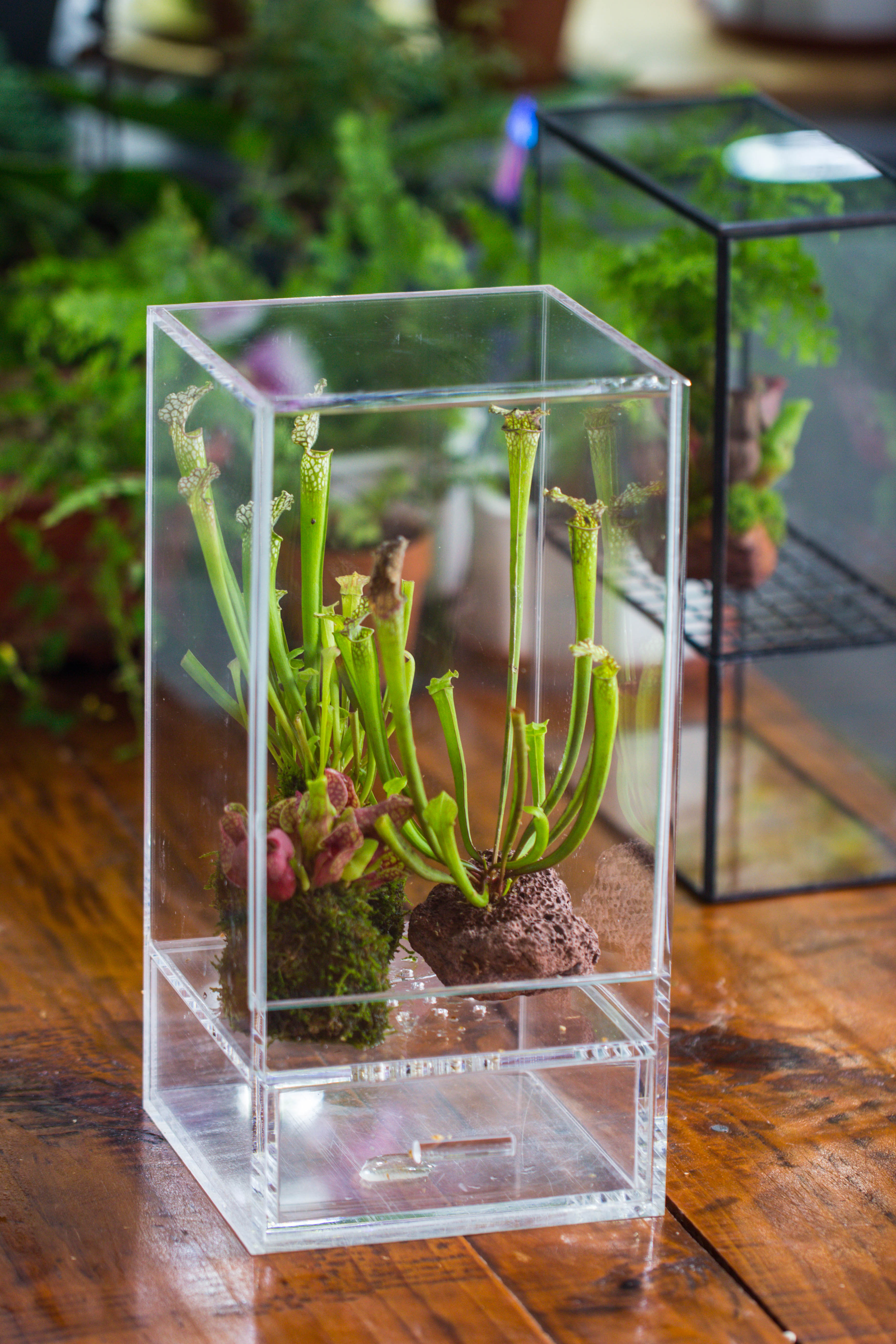 NCYP Acrylic Close terrarium with drainage bottom, suits for Fly Trap, Pitcher Plants, Moss Ball, Nursery, Small tropical Plants - NCYPgarden