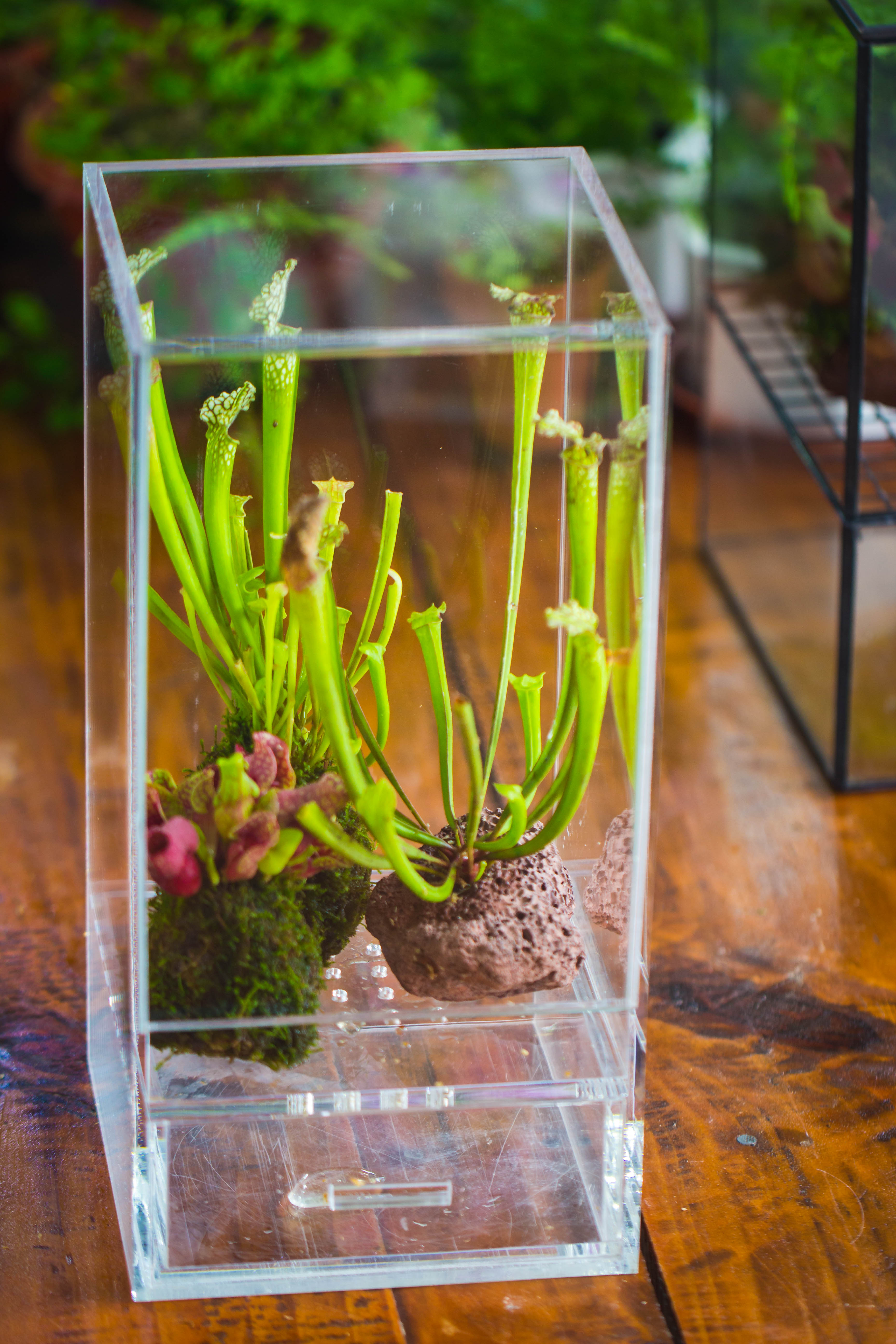 NCYP Acrylic Close terrarium with drainage bottom, suits for Fly Trap, Pitcher Plants, Moss Ball, Nursery, Small tropical Plants - NCYPgarden