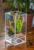 NCYP Acrylic Close terrarium with drainage bottom, suits for Fly Trap, Pitcher Plants, Moss Ball, Nursery, Small tropical Plants - NCYPgarden