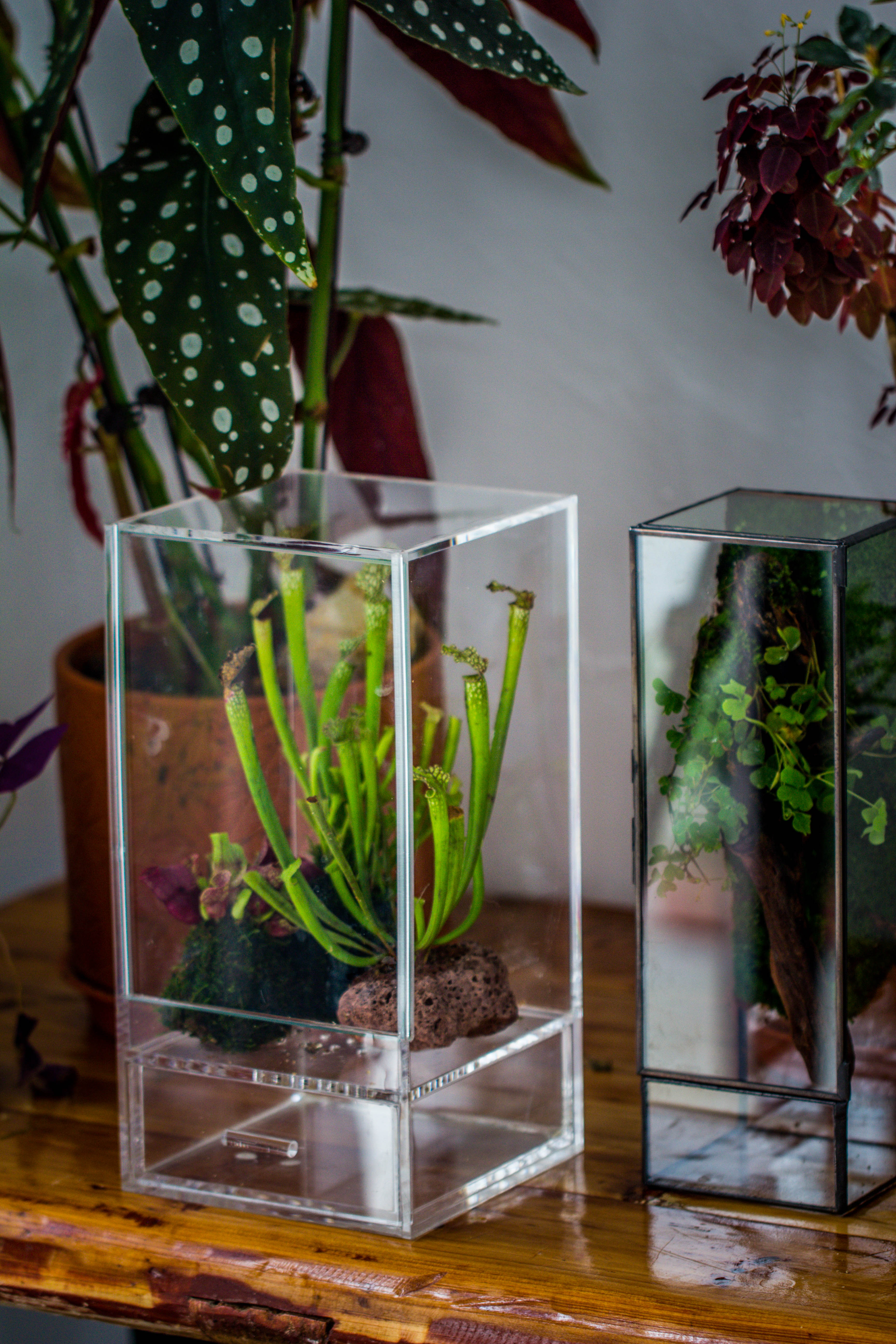 NCYP Acrylic Close terrarium with drainage bottom, suits for Fly Trap, Pitcher Plants, Moss Ball, Nursery, Small tropical Plants - NCYPgarden