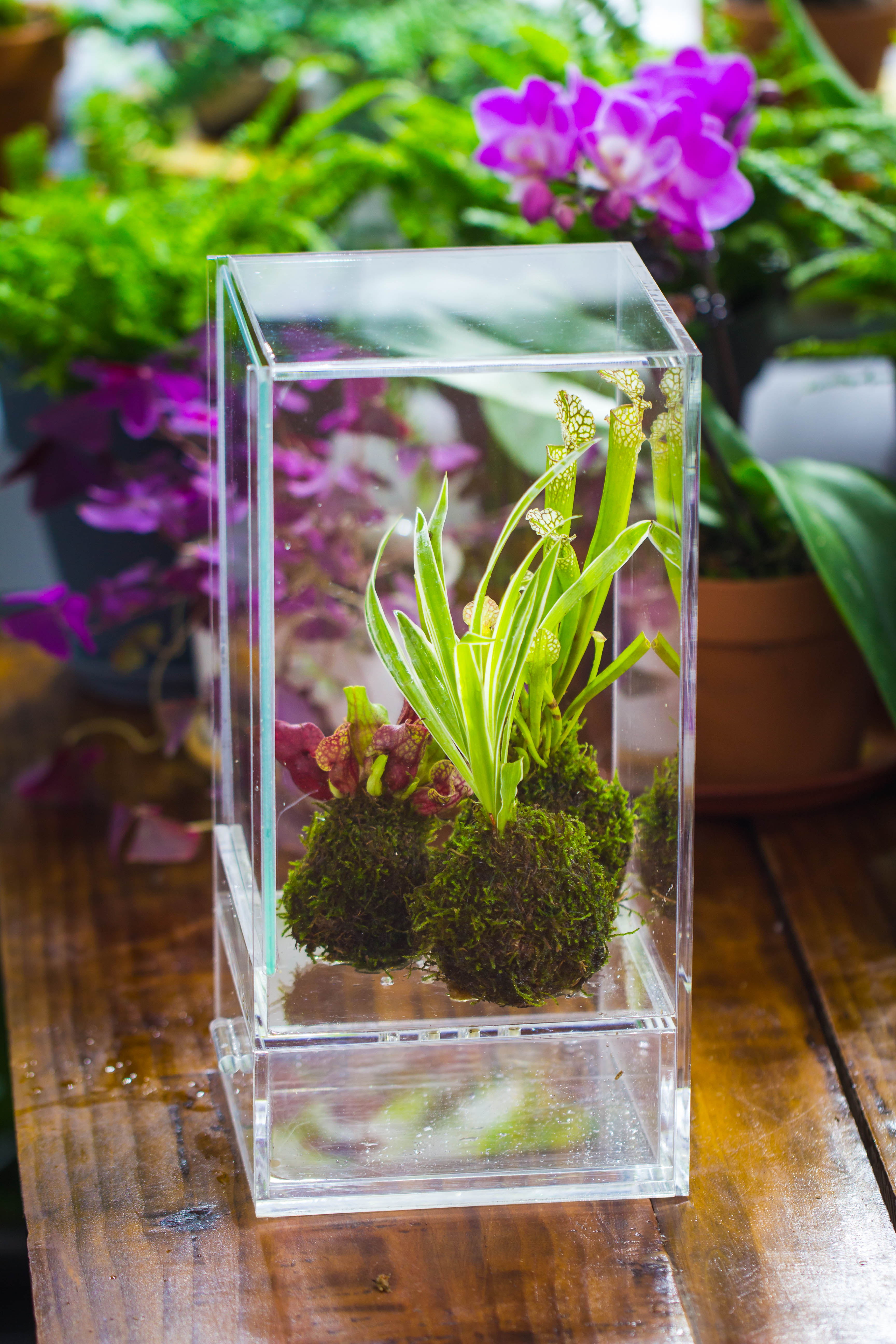 NCYP Acrylic Close terrarium with drainage bottom, suits for Fly Trap, Pitcher Plants, Moss Ball, Nursery, Small tropical Plants - NCYPgarden