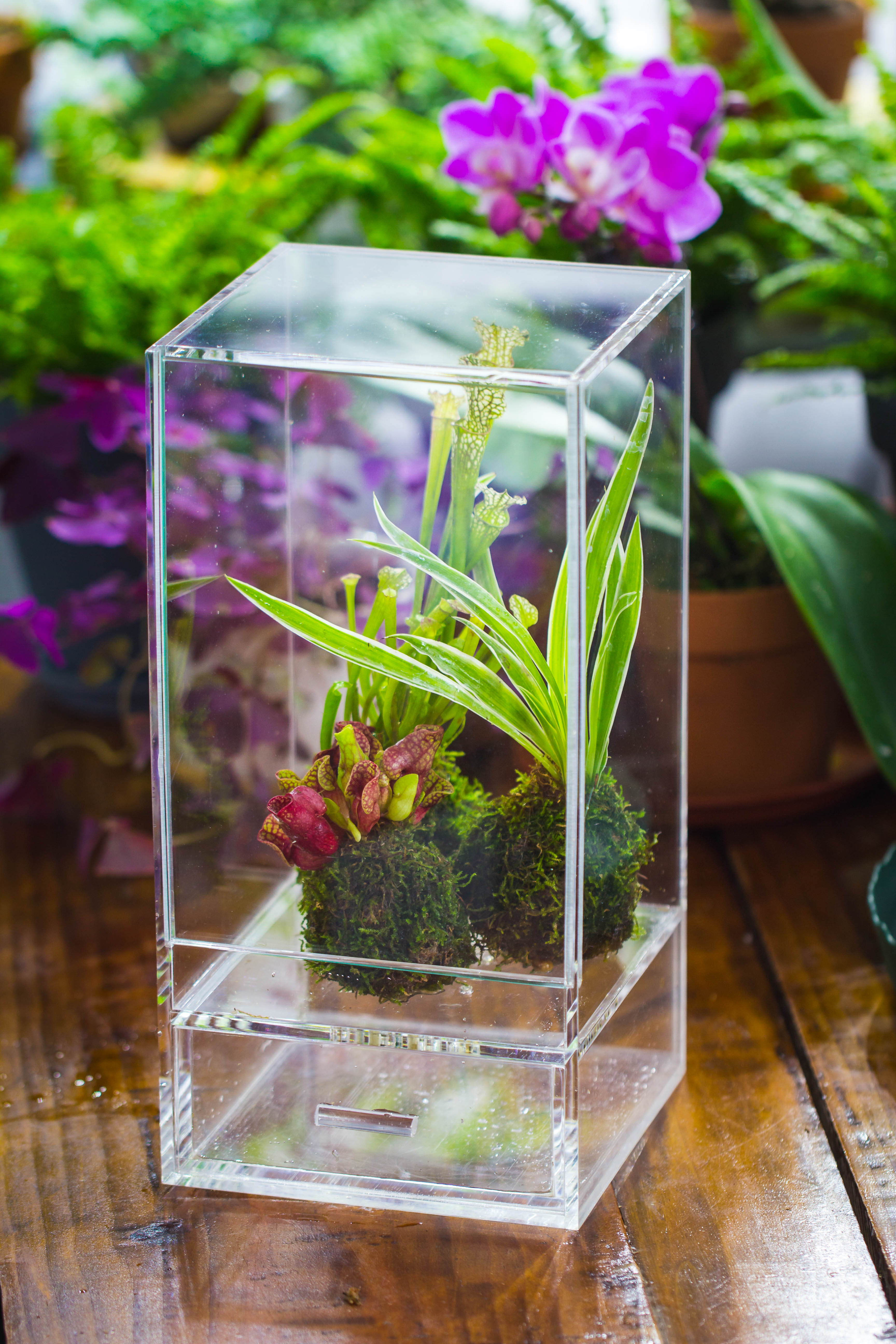 NCYP Acrylic Close terrarium with drainage bottom, suits for Fly Trap, Pitcher Plants, Moss Ball, Nursery, Small tropical Plants - NCYPgarden