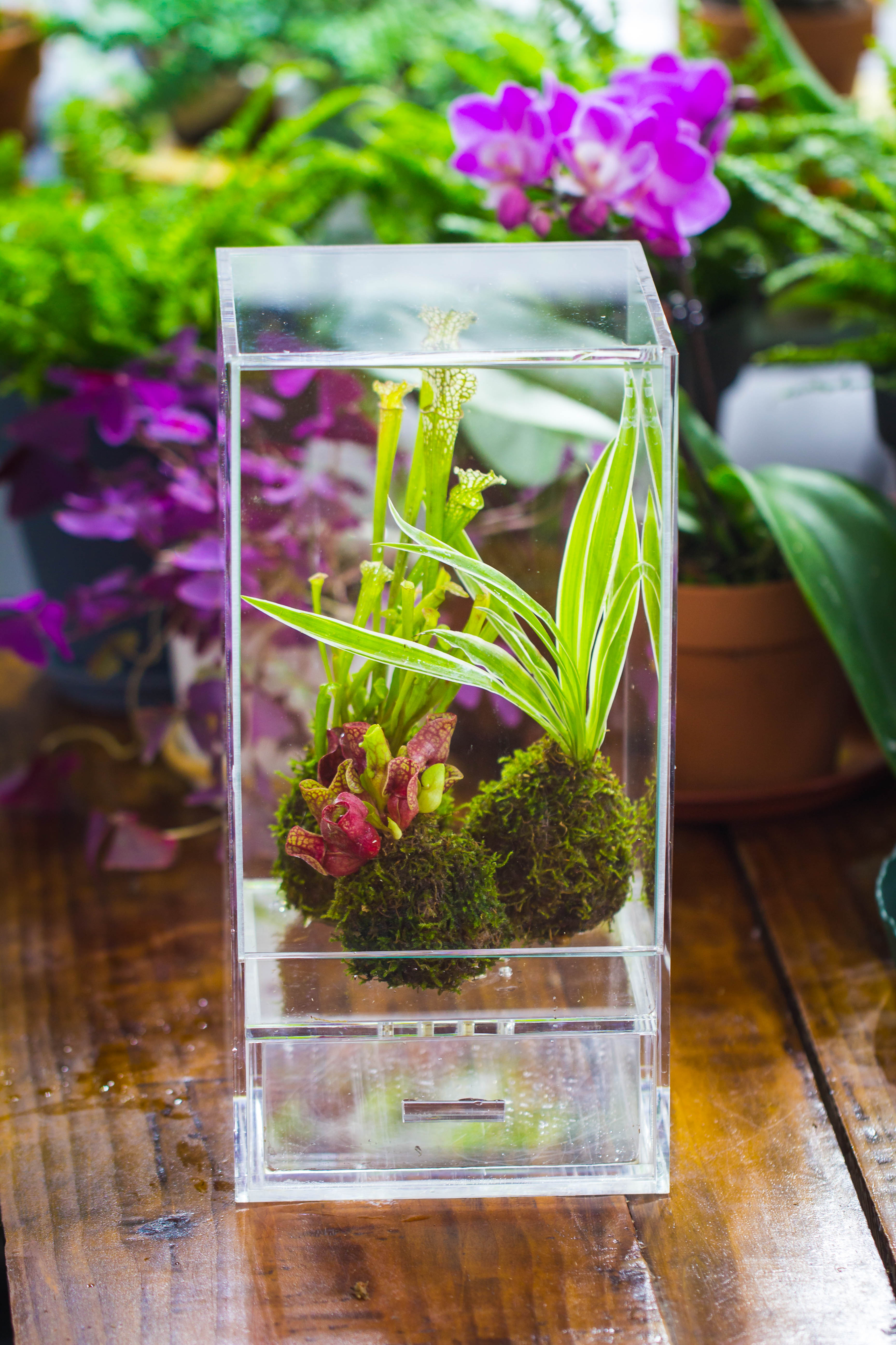 NCYP Acrylic Close terrarium with drainage bottom, suits for Fly Trap, Pitcher Plants, Moss Ball, Nursery, Small tropical Plants - NCYPgarden