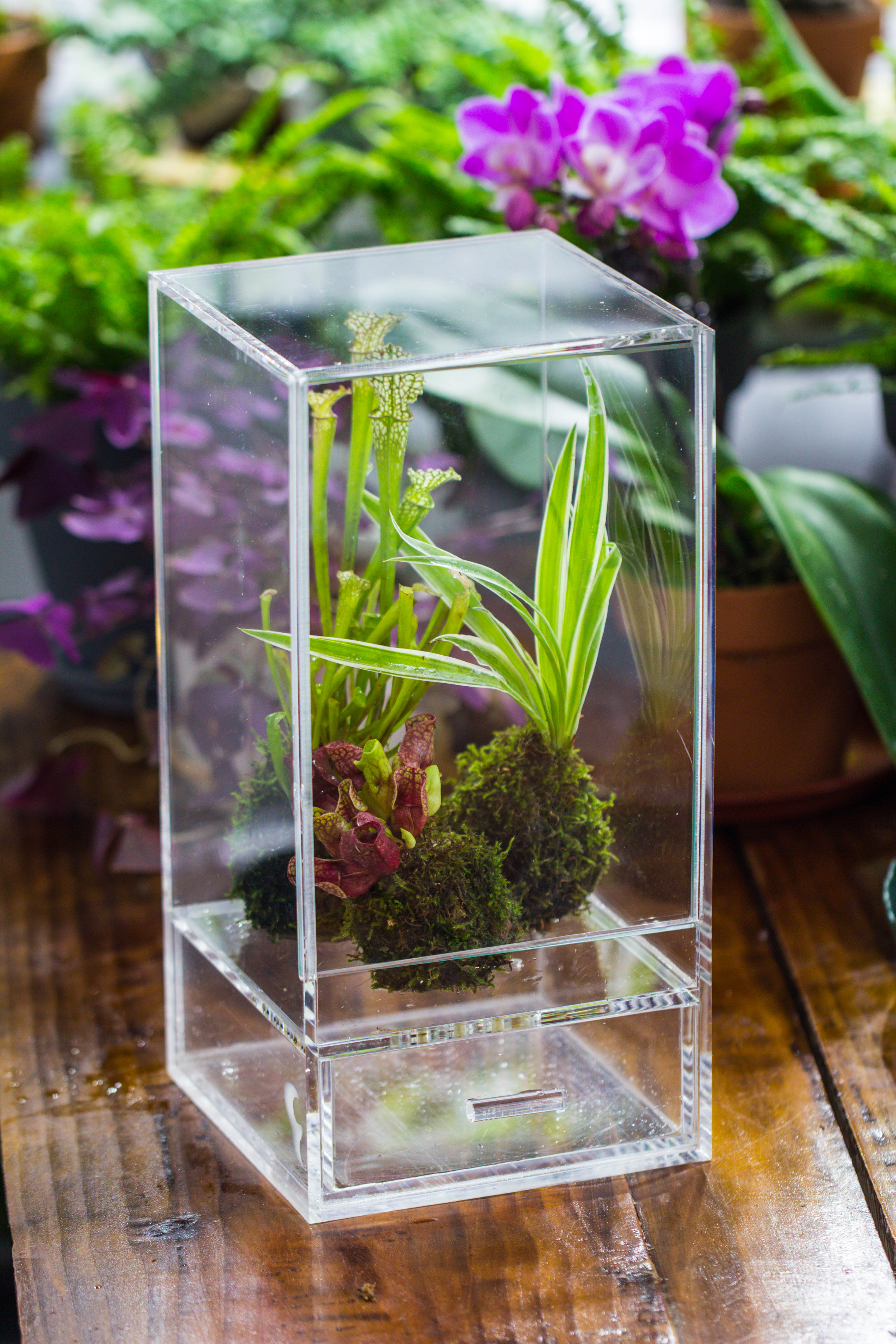 NCYP Acrylic Close terrarium with drainage bottom, suits for Fly Trap, Pitcher Plants, Moss Ball, Nursery, Small tropical Plants - NCYPgarden