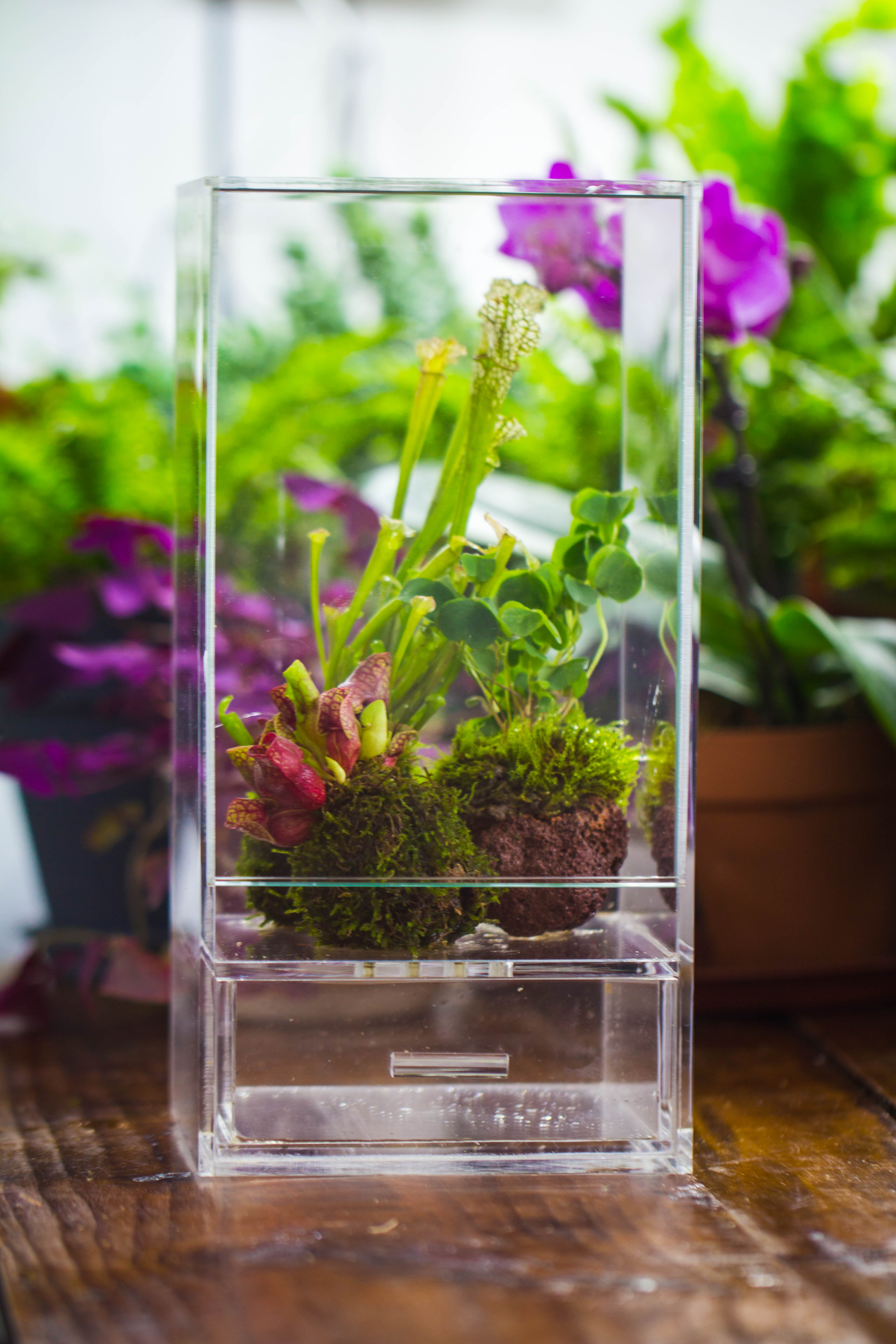 NCYP Acrylic Close terrarium with drainage bottom, suits for Fly Trap, Pitcher Plants, Moss Ball, Nursery, Small tropical Plants - NCYPgarden
