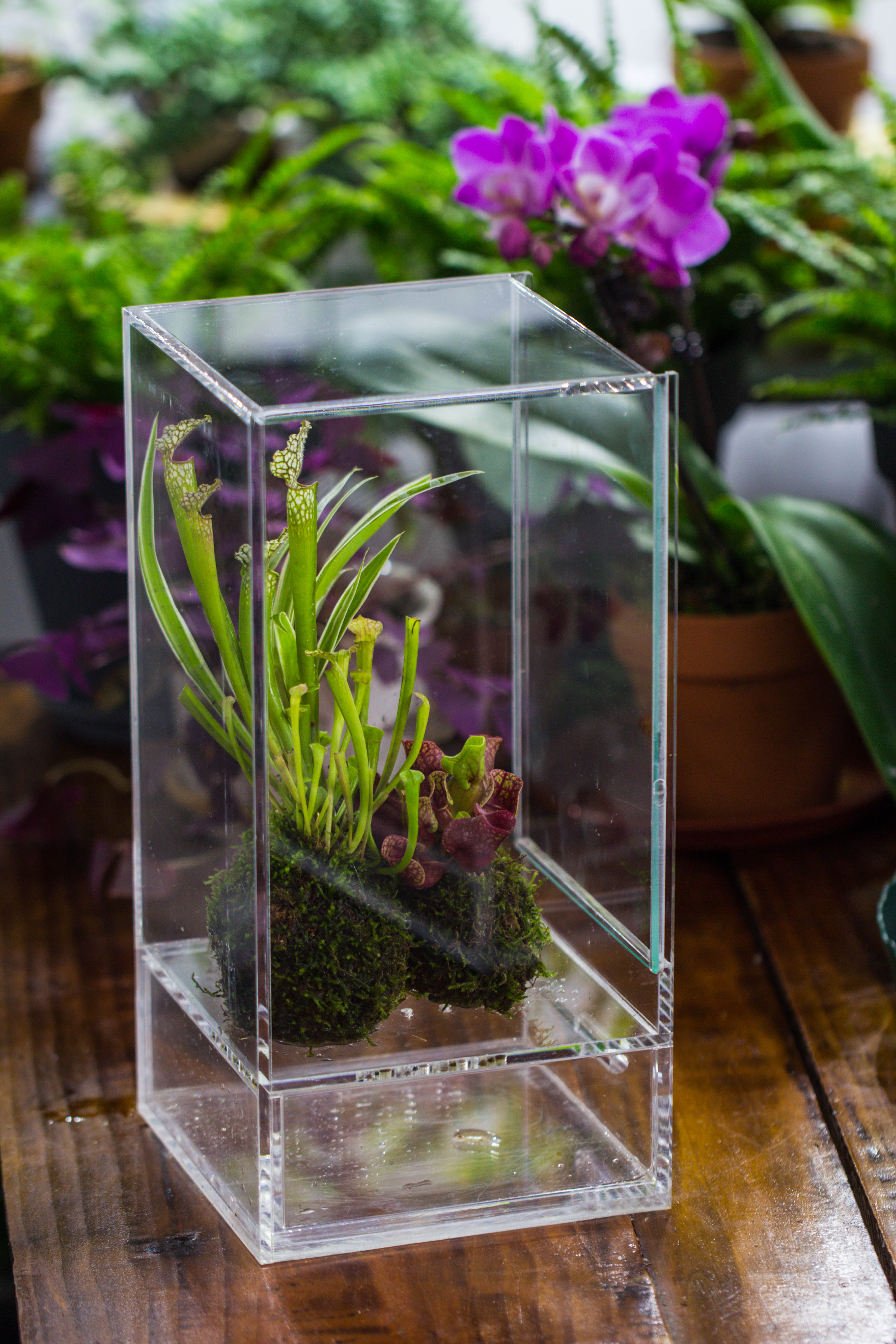NCYP Acrylic Close terrarium with drainage bottom, suits for Fly Trap, Pitcher Plants, Moss Ball, Nursery, Small tropical Plants - NCYPgarden