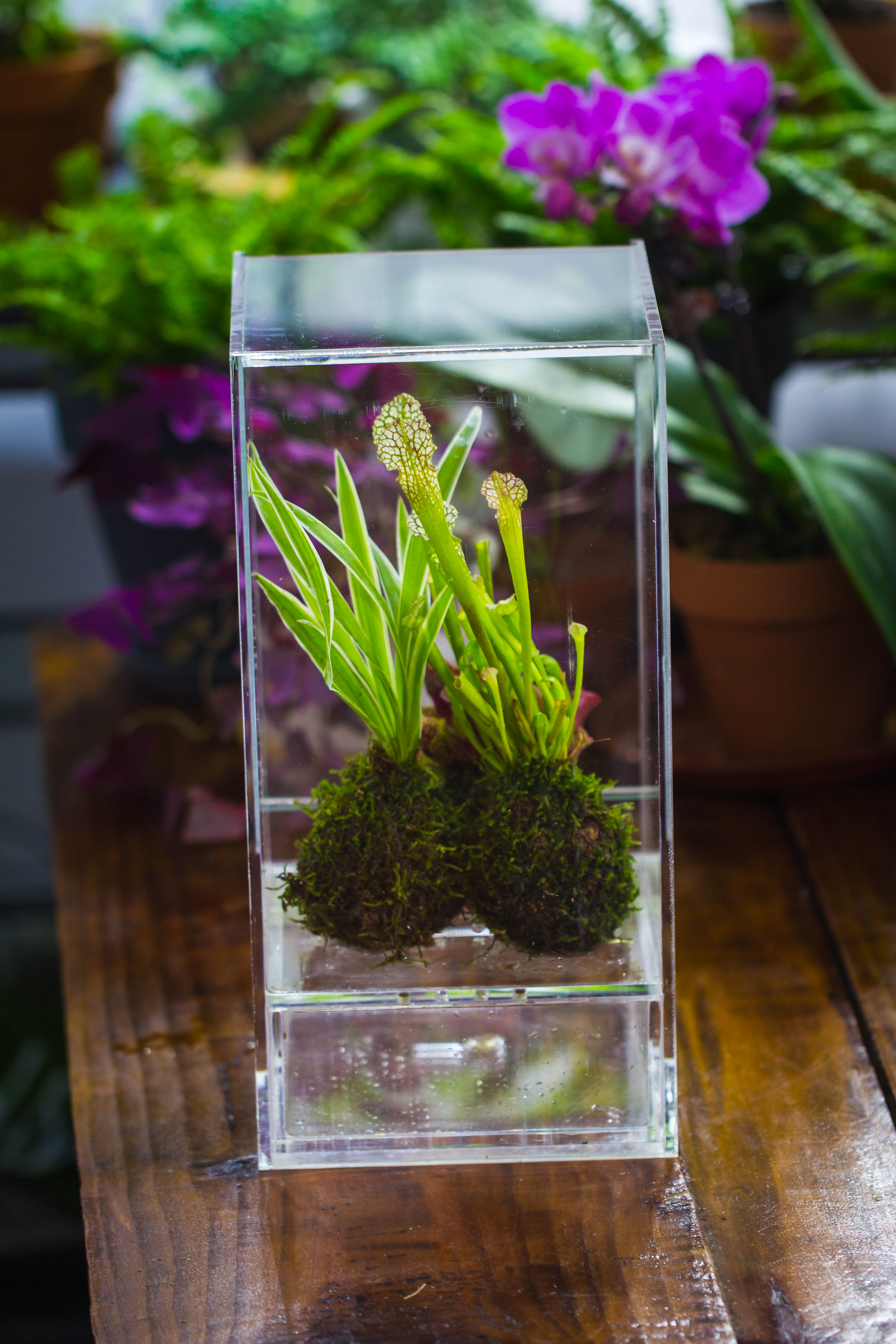 NCYP Acrylic Close terrarium with drainage bottom, suits for Fly Trap, Pitcher Plants, Moss Ball, Nursery, Small tropical Plants - NCYPgarden