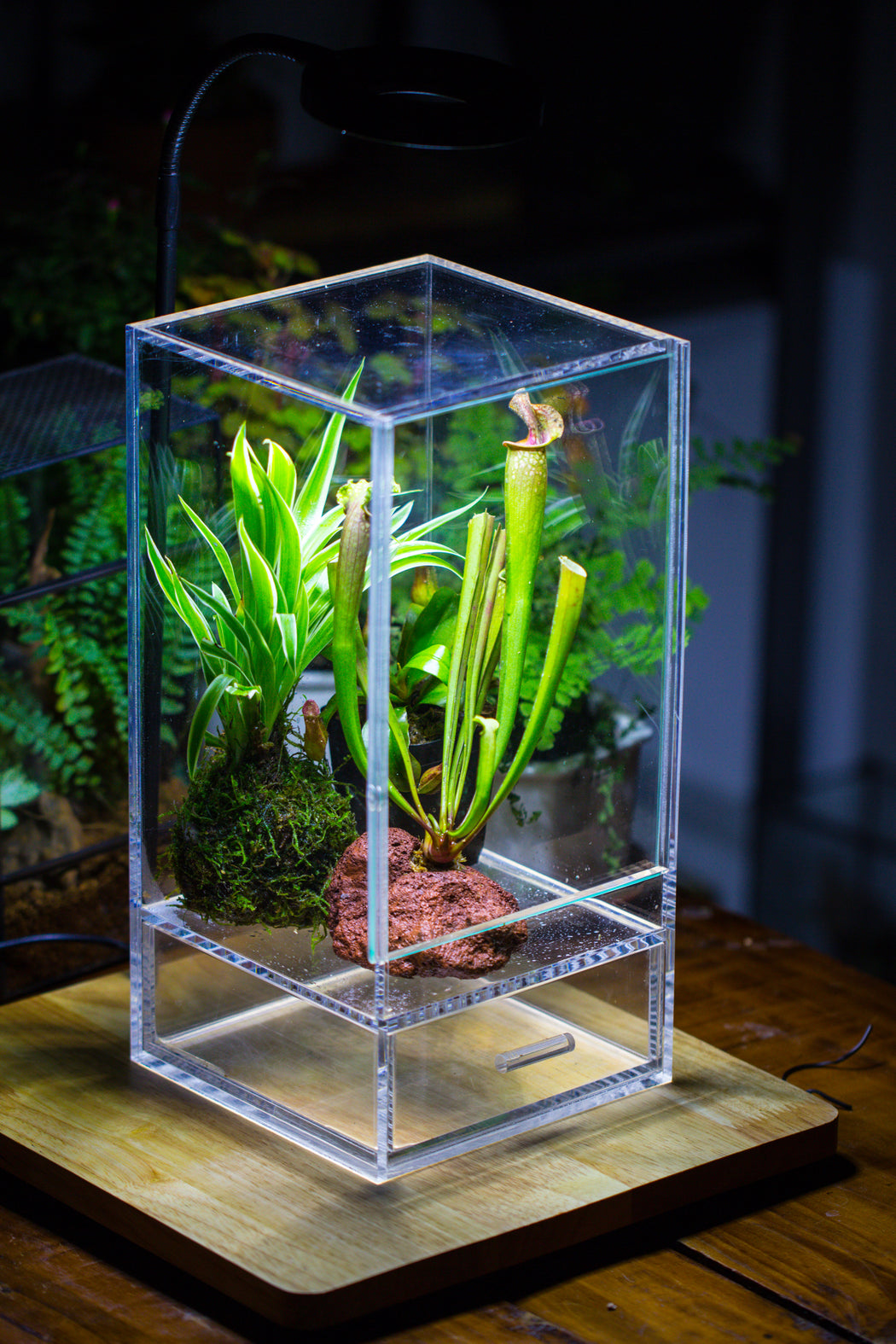 NCYP Acrylic Close terrarium with drainage bottom, suits for Fly Trap, Pitcher Plants, Moss Ball, Nursery, Small tropical Plants - NCYPgarden