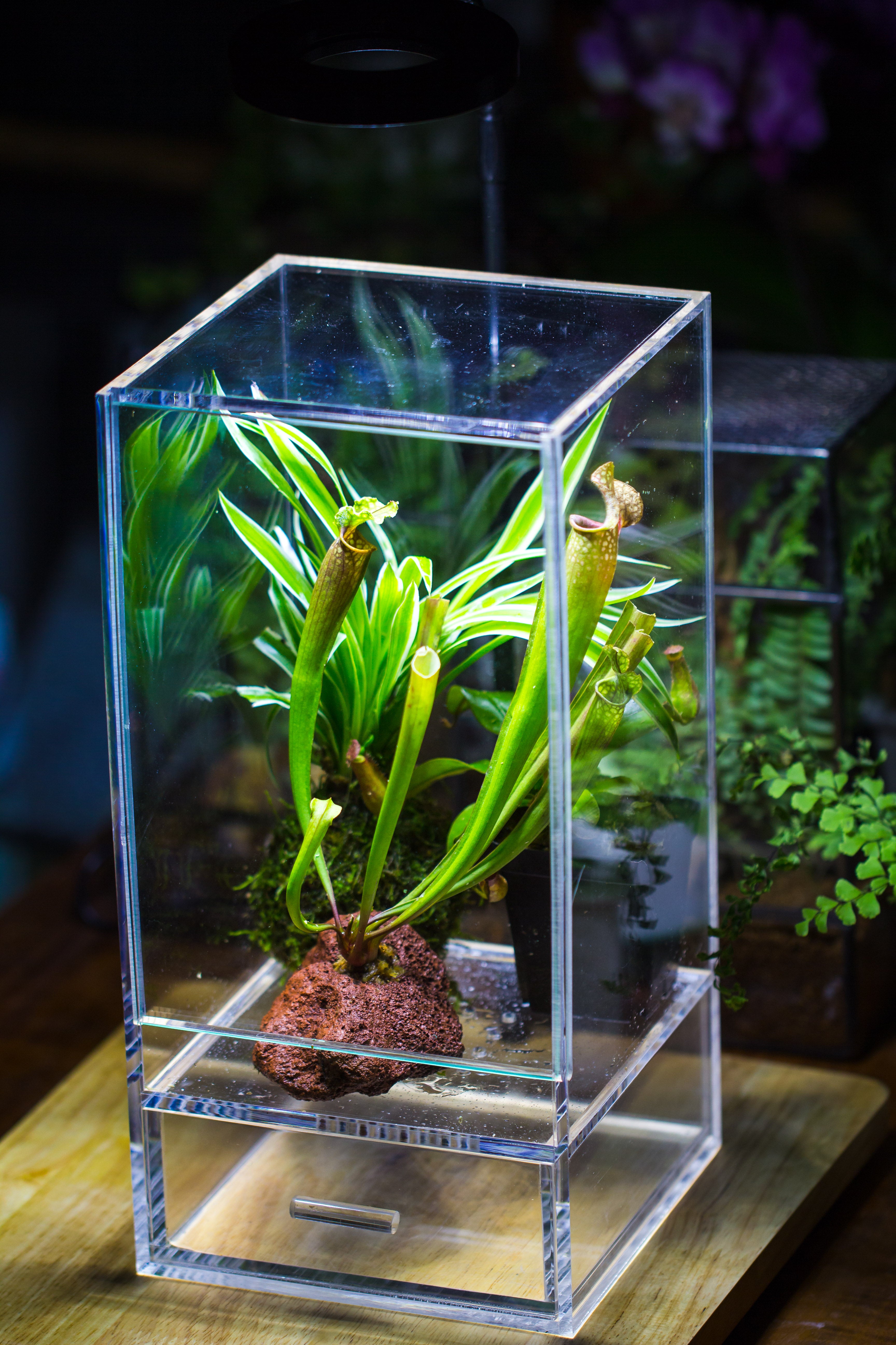NCYP Acrylic Close terrarium with drainage bottom, suits for Fly Trap, Pitcher Plants, Moss Ball, Nursery, Small tropical Plants - NCYPgarden
