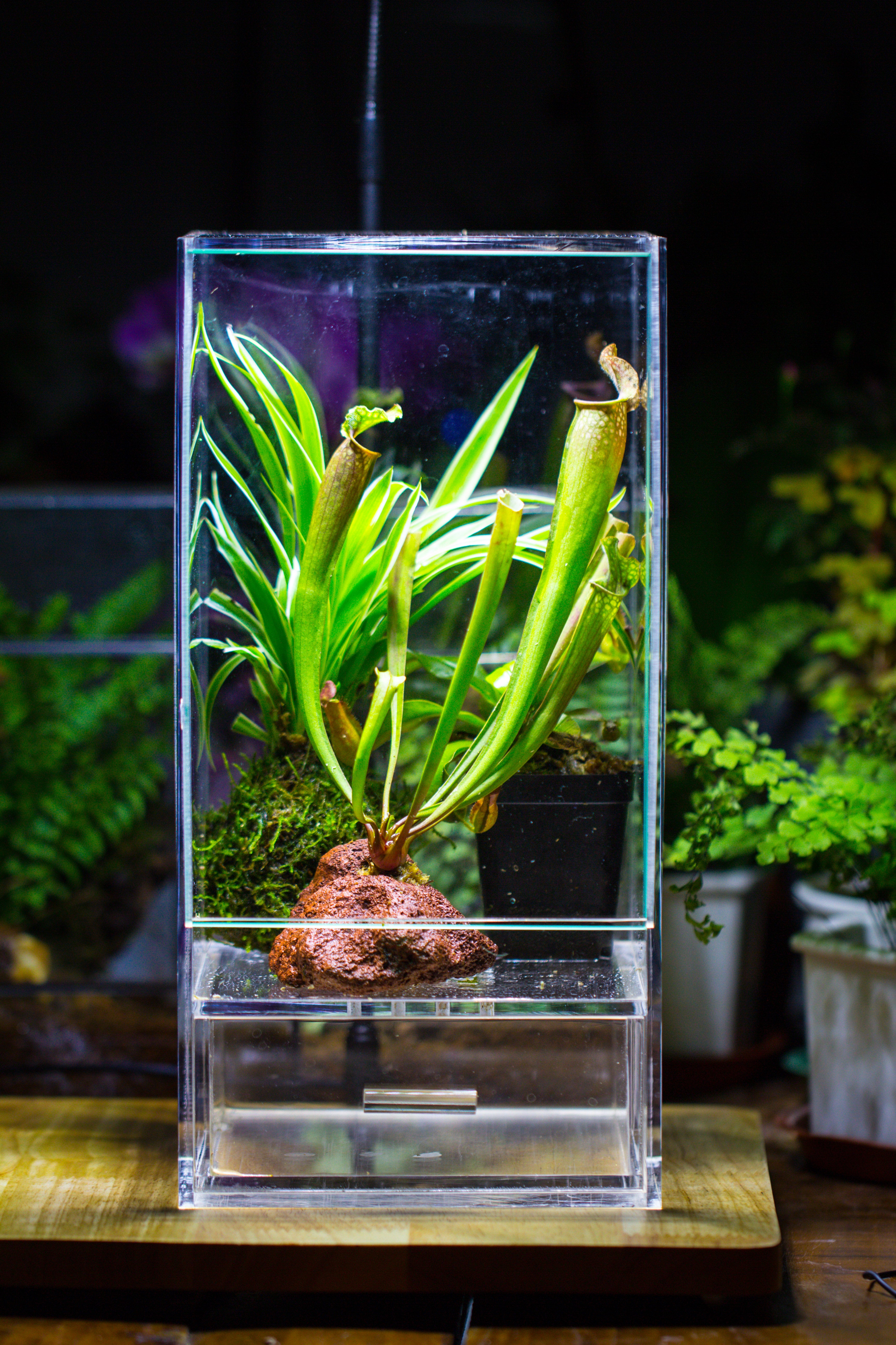 NCYP Acrylic Close terrarium with drainage bottom, suits for Fly Trap, Pitcher Plants, Moss Ball, Nursery, Small tropical Plants - NCYPgarden