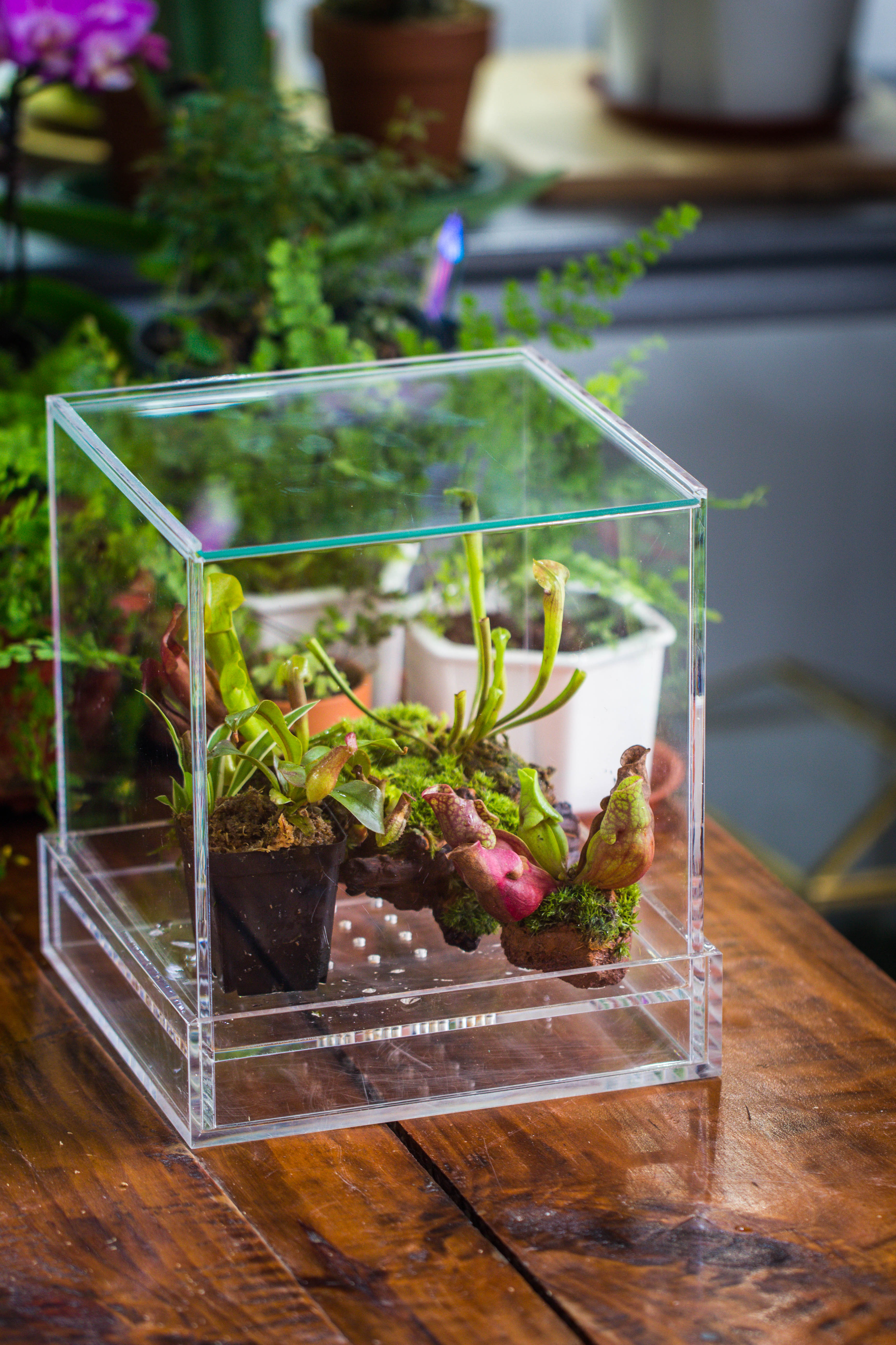 NCYP Acrylic Close terrarium with drainage bottom, suits for Fly Trap, Pitcher Plants, Moss Ball, Nursery, Small tropical Plants - NCYPgarden