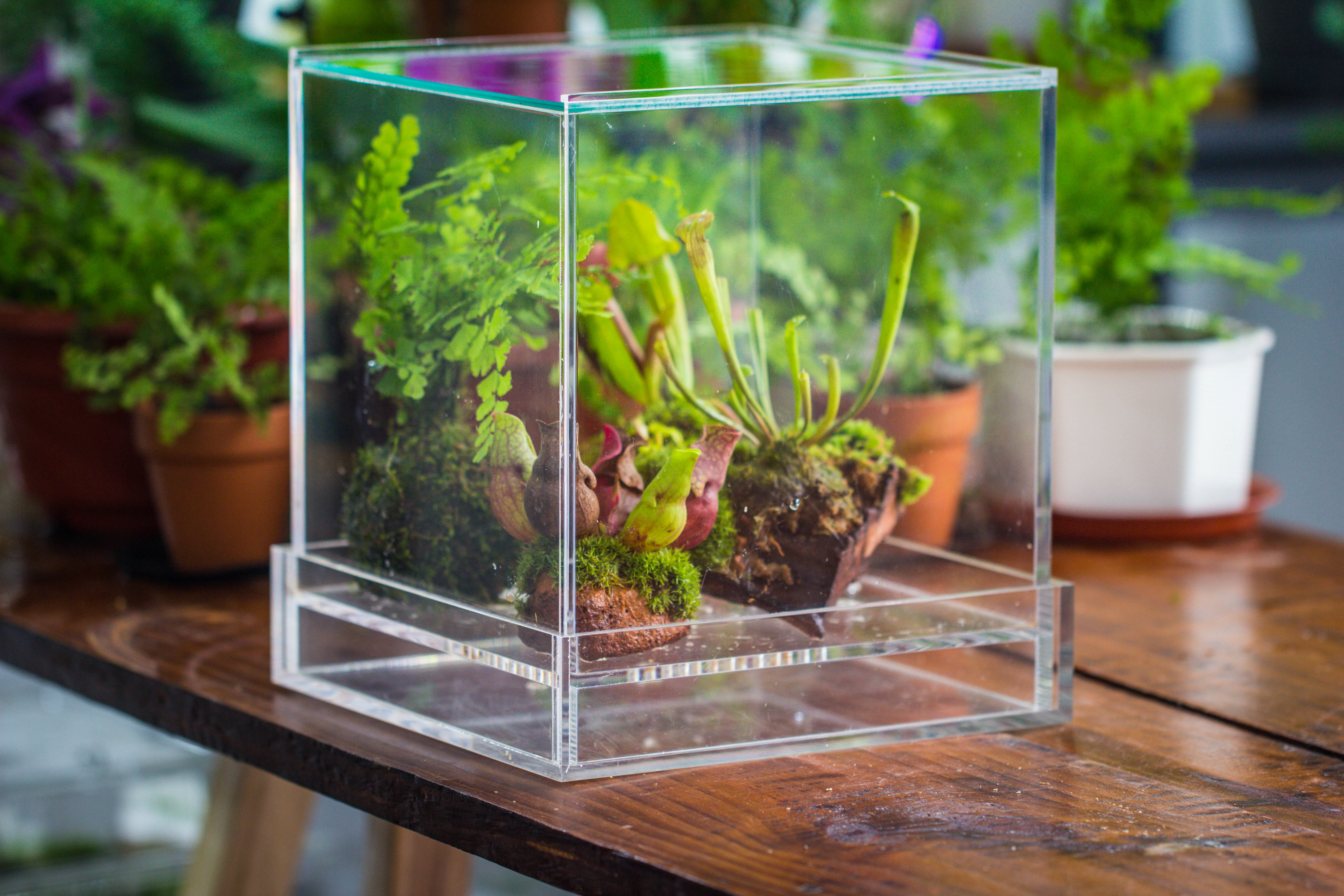 NCYP Acrylic Close terrarium with drainage bottom, suits for Fly Trap, Pitcher Plants, Moss Ball, Nursery, Small tropical Plants - NCYPgarden