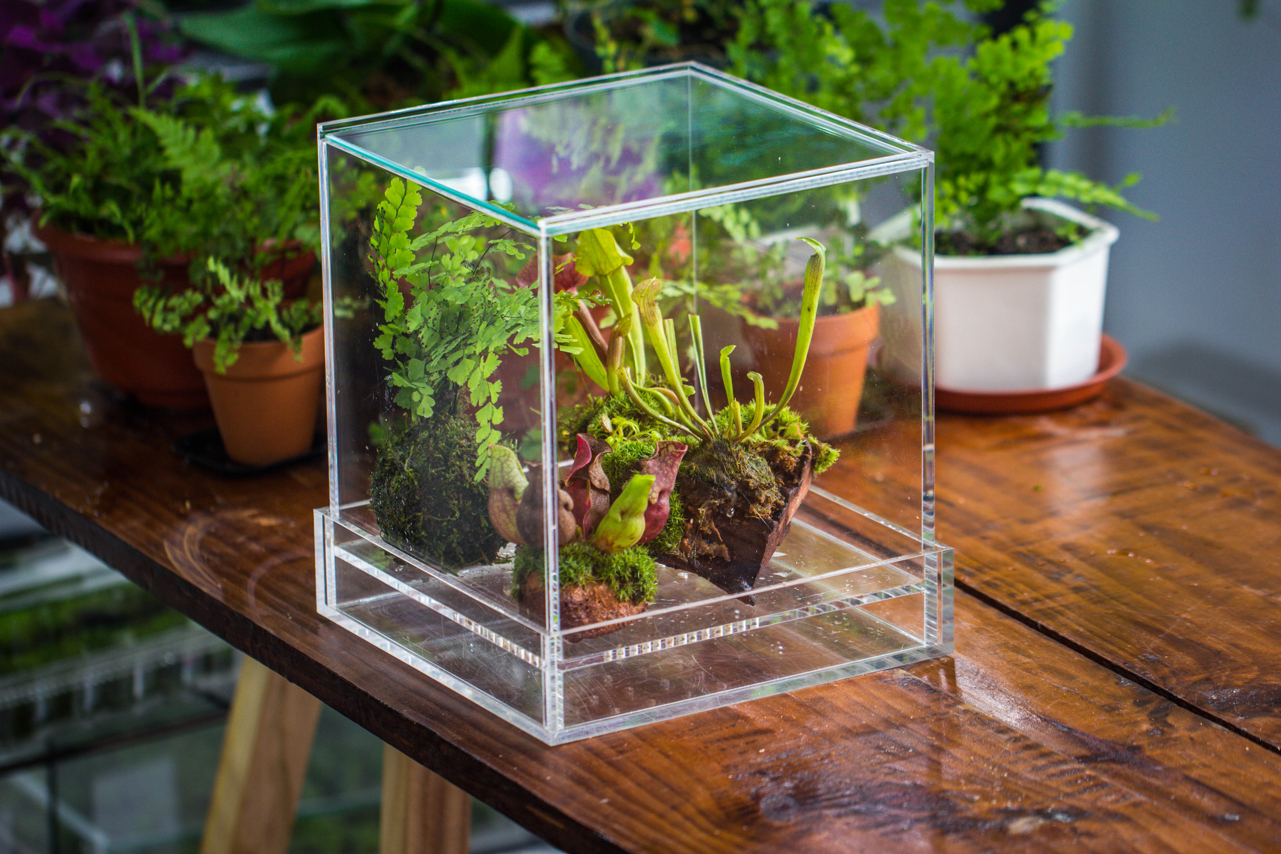 NCYP Acrylic Close terrarium with drainage bottom, suits for Fly Trap, Pitcher Plants, Moss Ball, Nursery, Small tropical Plants - NCYPgarden