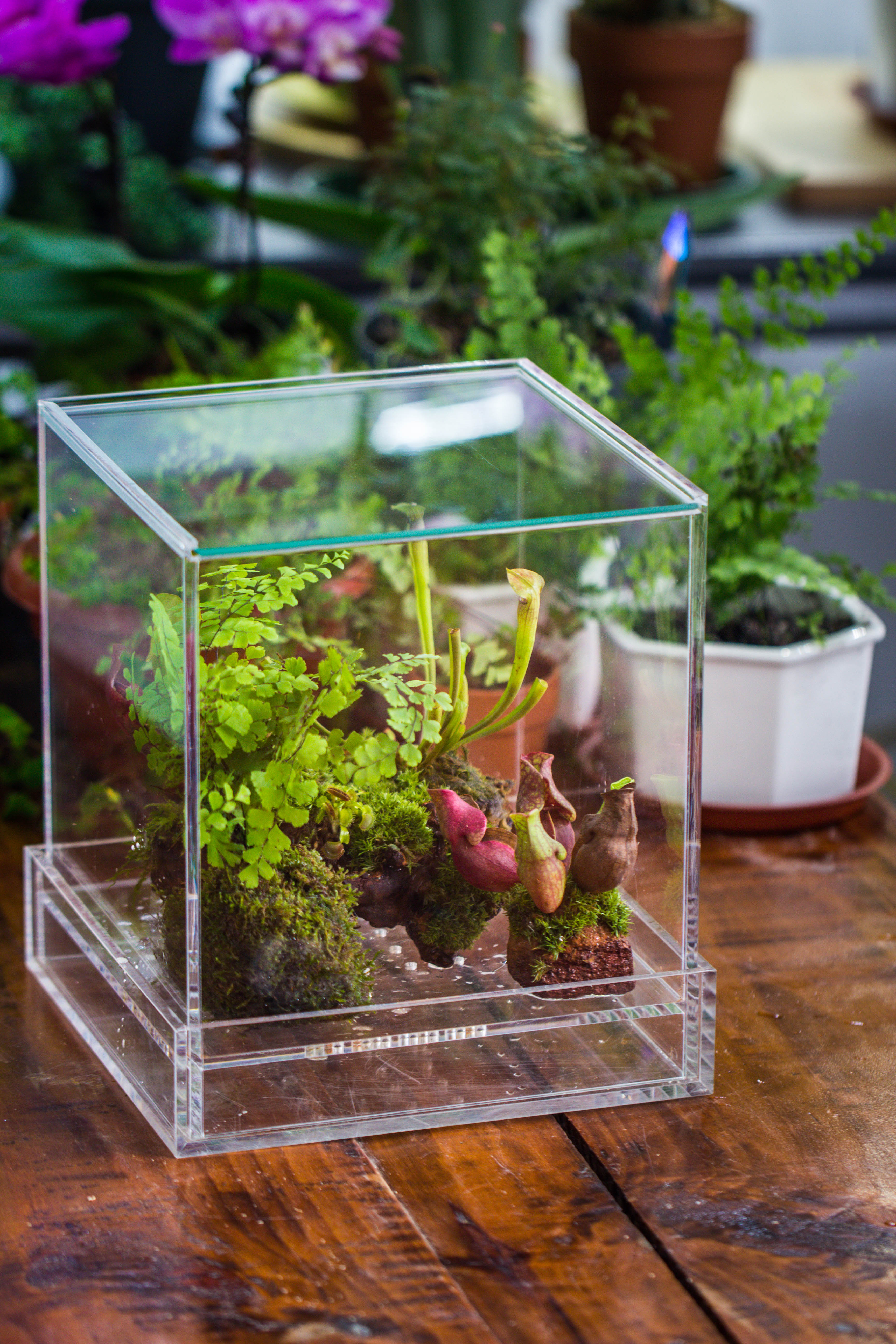 NCYP Acrylic Close terrarium with drainage bottom, suits for Fly Trap, Pitcher Plants, Moss Ball, Nursery, Small tropical Plants - NCYPgarden
