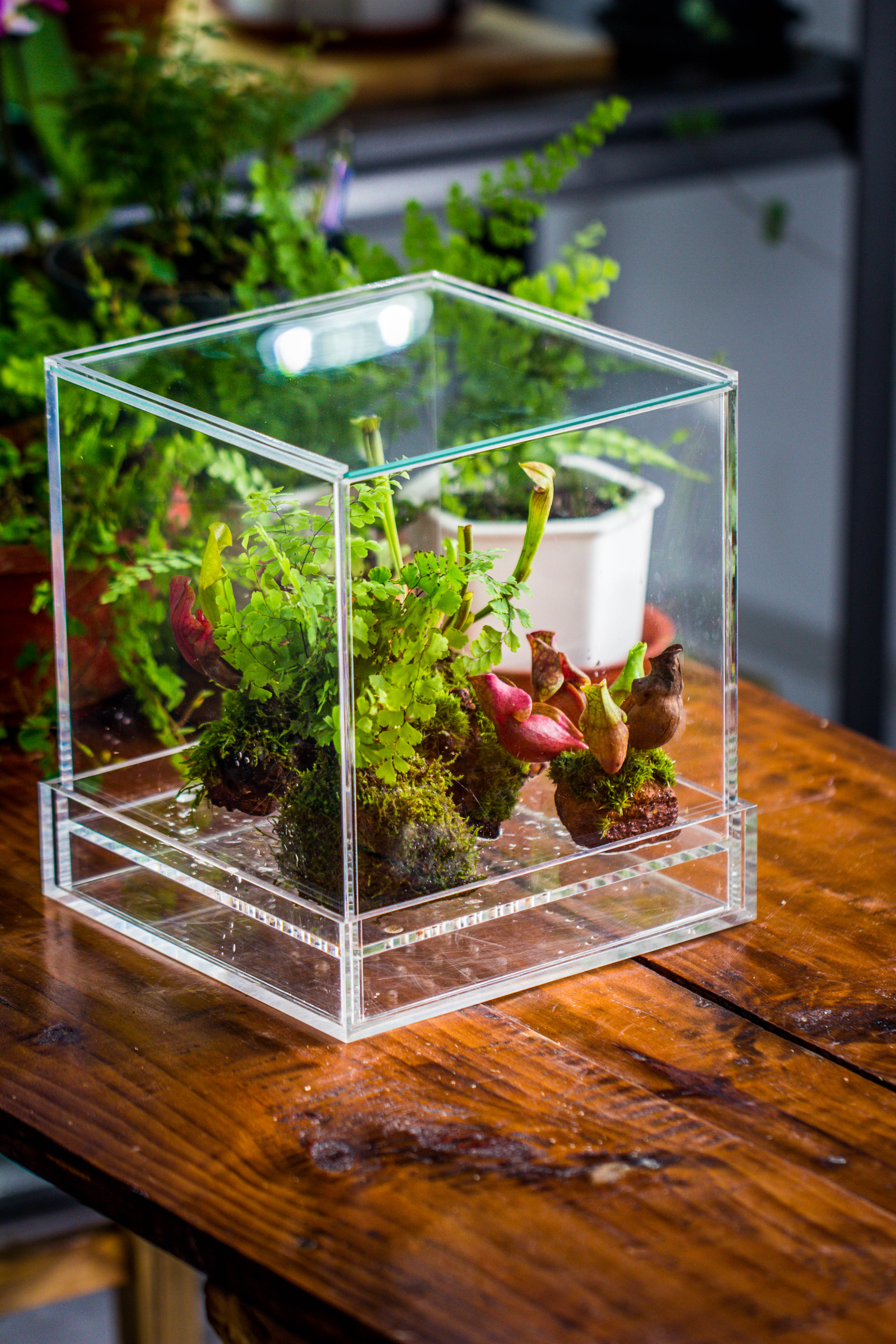 NCYP Acrylic Close terrarium with drainage bottom, suits for Fly Trap, Pitcher Plants, Moss Ball, Nursery, Small tropical Plants - NCYPgarden