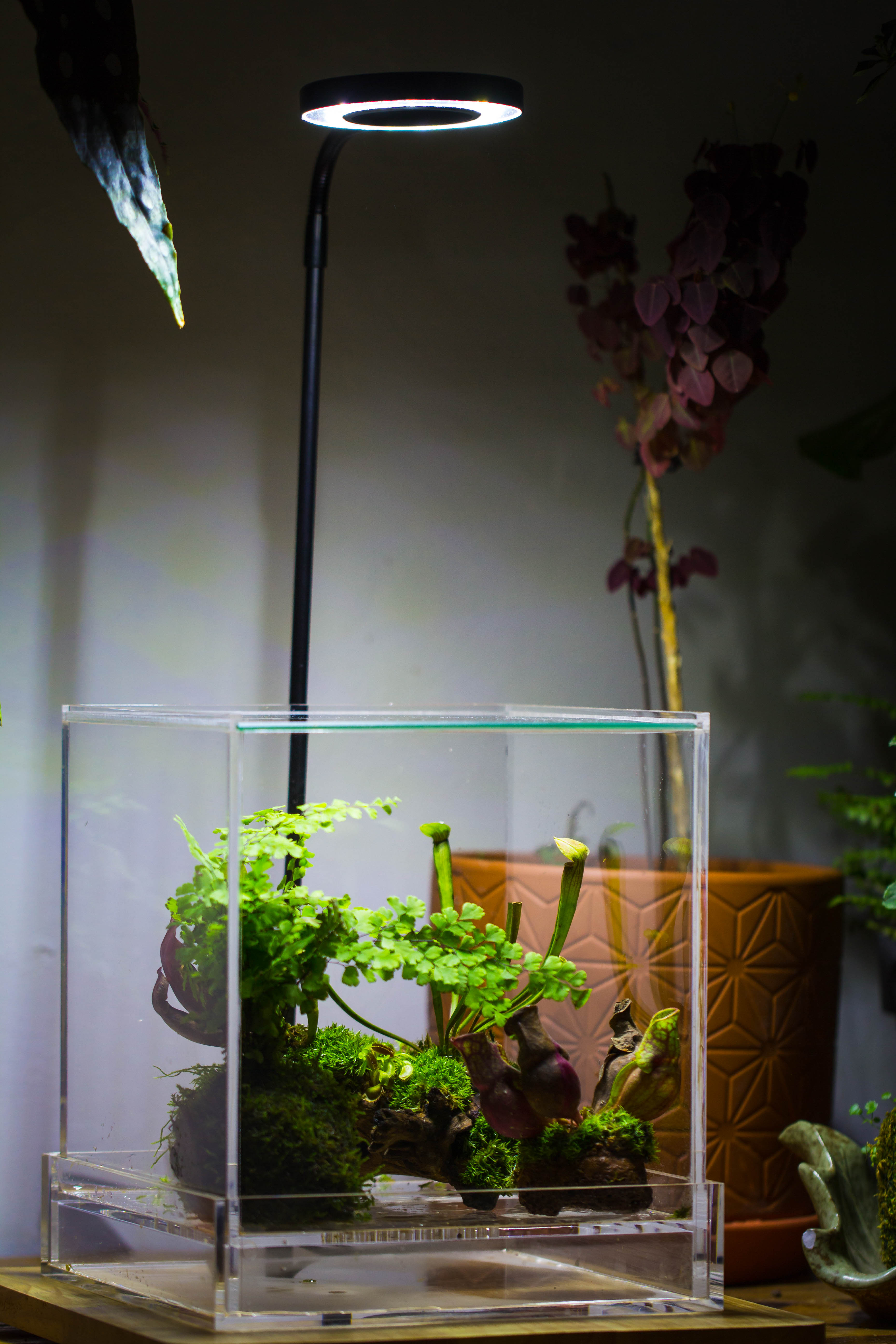 NCYP Acrylic Close terrarium with drainage bottom, suits for Fly Trap, Pitcher Plants, Moss Ball, Nursery, Small tropical Plants - NCYPgarden