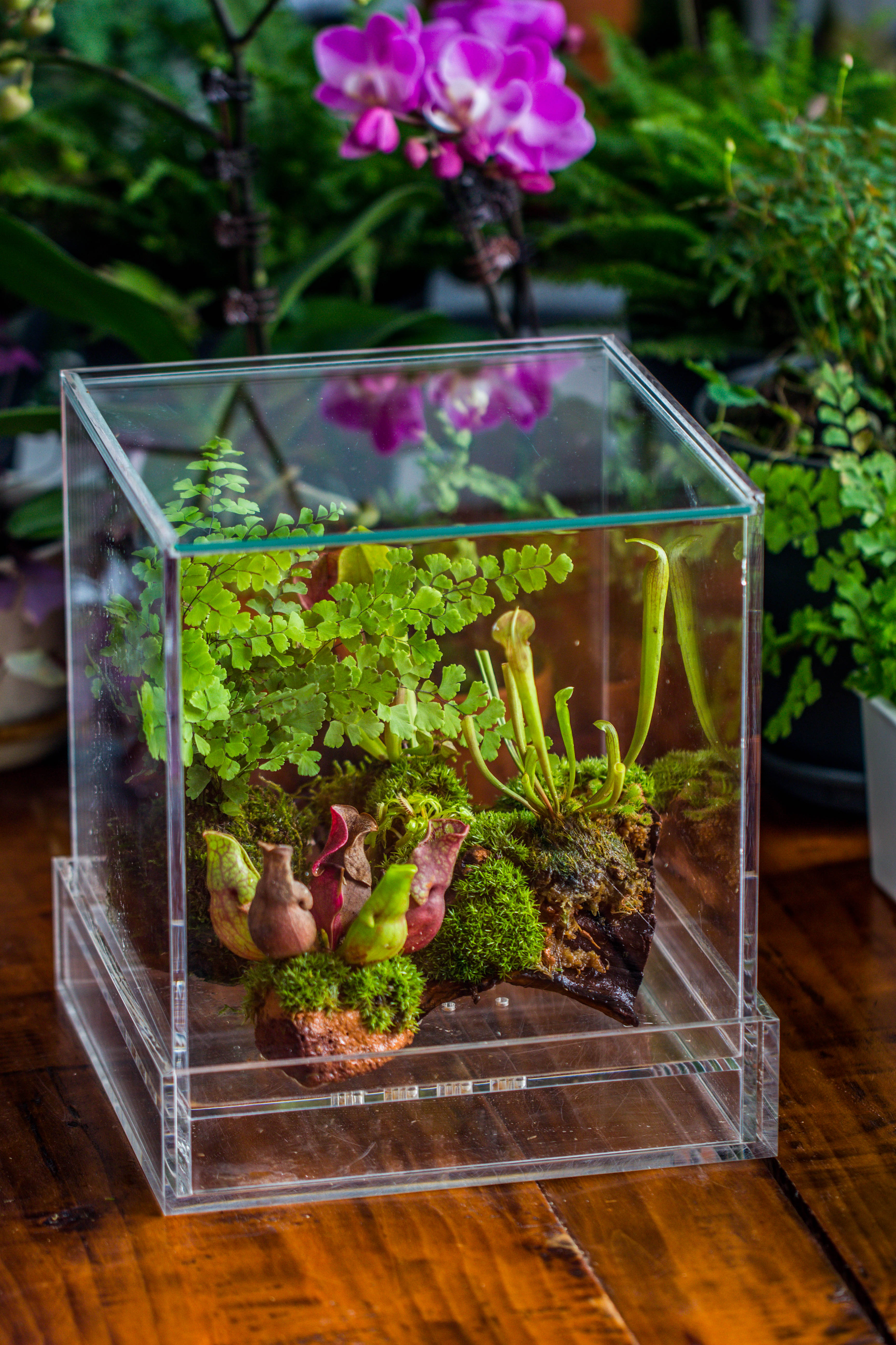 NCYP Acrylic Close terrarium with drainage bottom, suits for Fly Trap, Pitcher Plants, Moss Ball, Nursery, Small tropical Plants - NCYPgarden