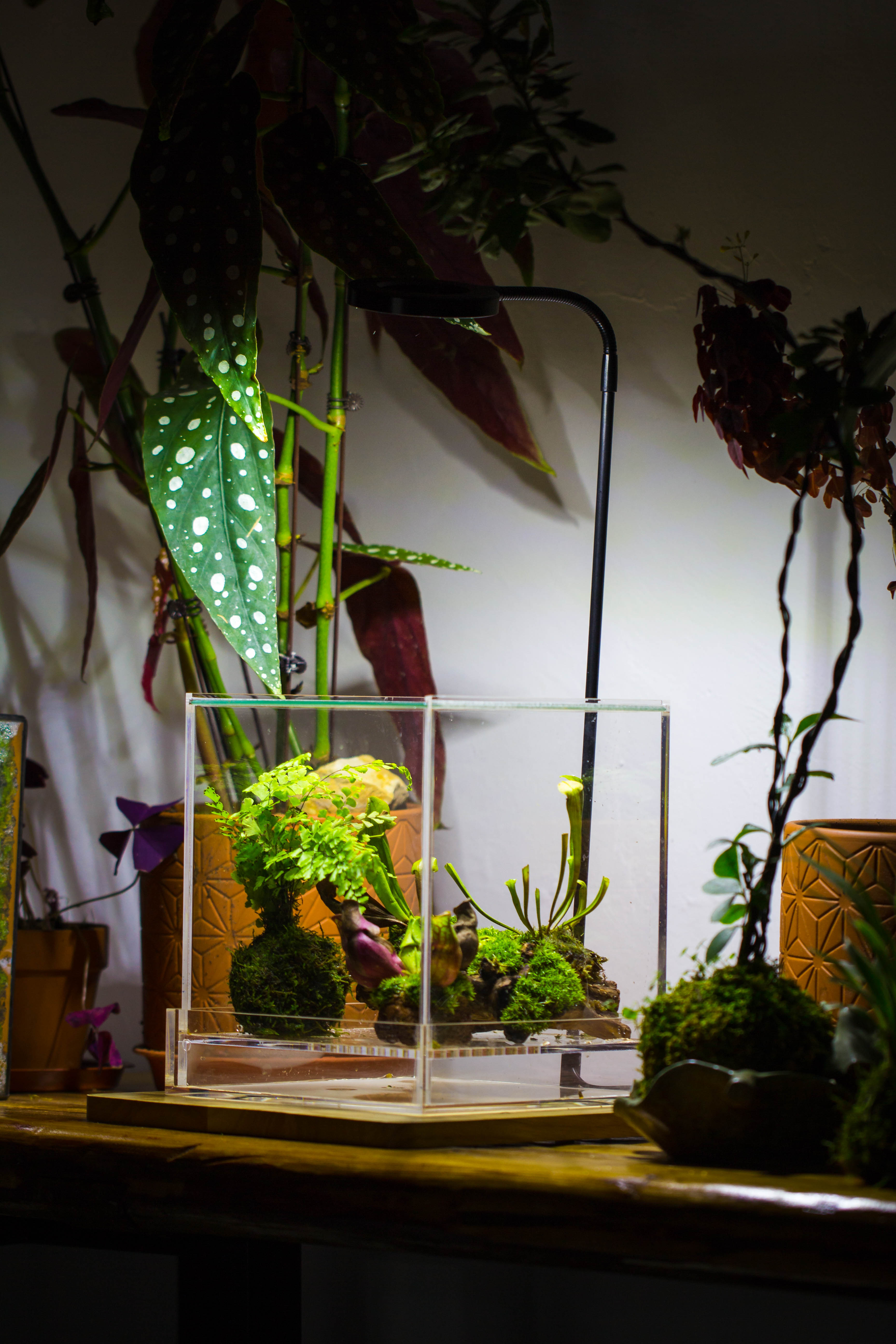 NCYP Acrylic Close terrarium with drainage bottom, suits for Fly Trap, Pitcher Plants, Moss Ball, Nursery, Small tropical Plants - NCYPgarden