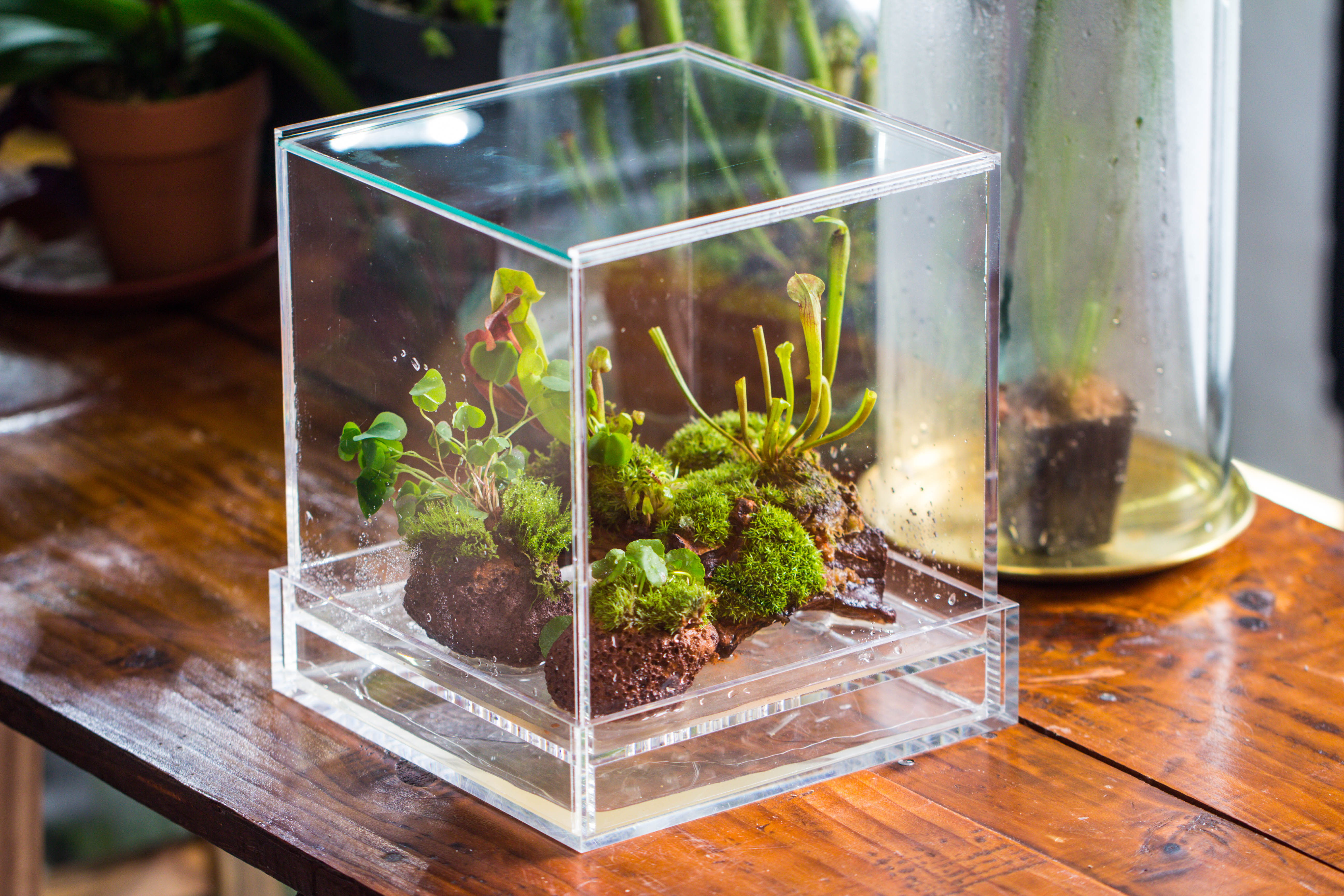 NCYP Acrylic Close terrarium with drainage bottom, suits for Fly Trap, Pitcher Plants, Moss Ball, Nursery, Small tropical Plants - NCYPgarden