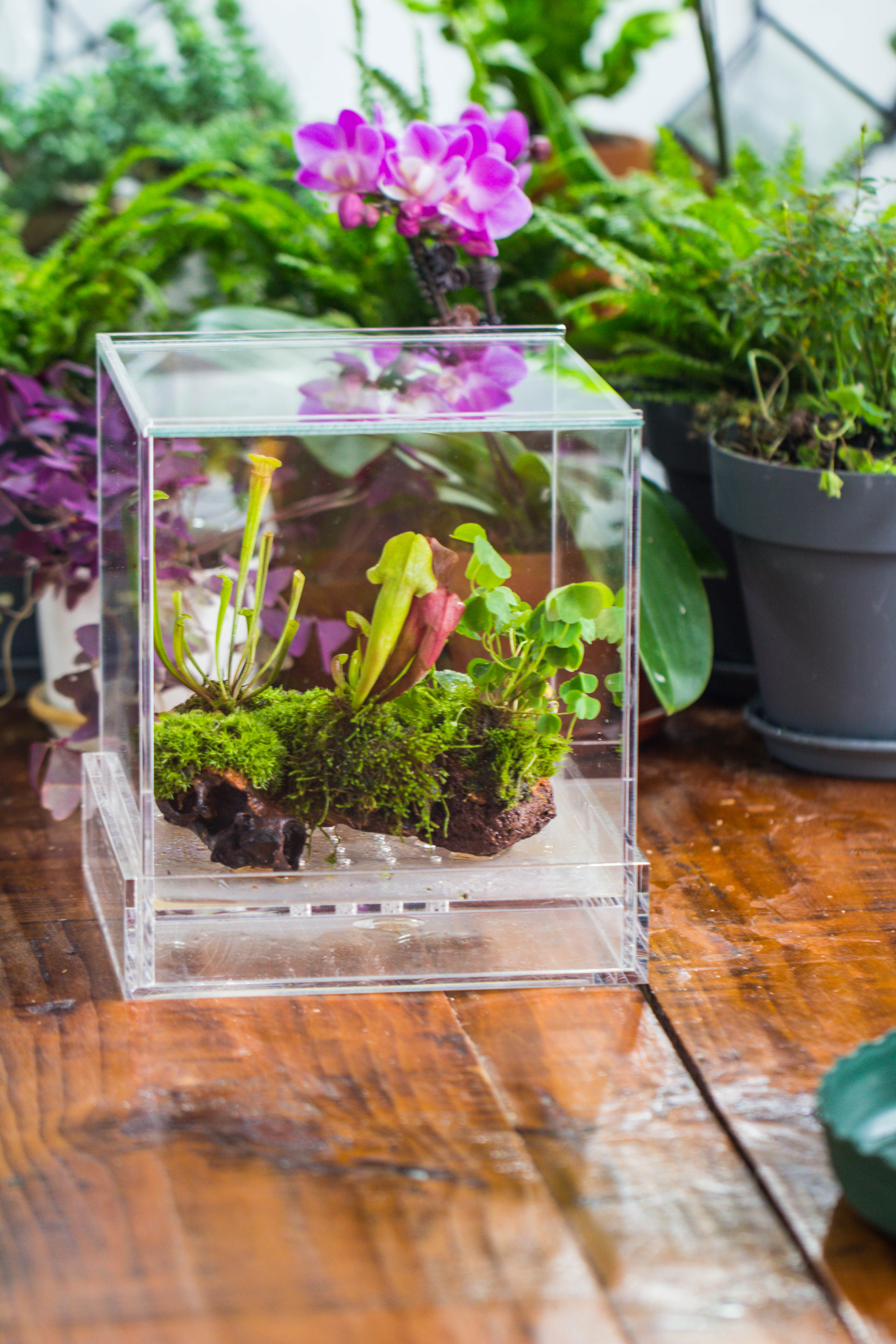 NCYP Acrylic Close terrarium with drainage bottom, suits for Fly Trap, Pitcher Plants, Moss Ball, Nursery, Small tropical Plants - NCYPgarden