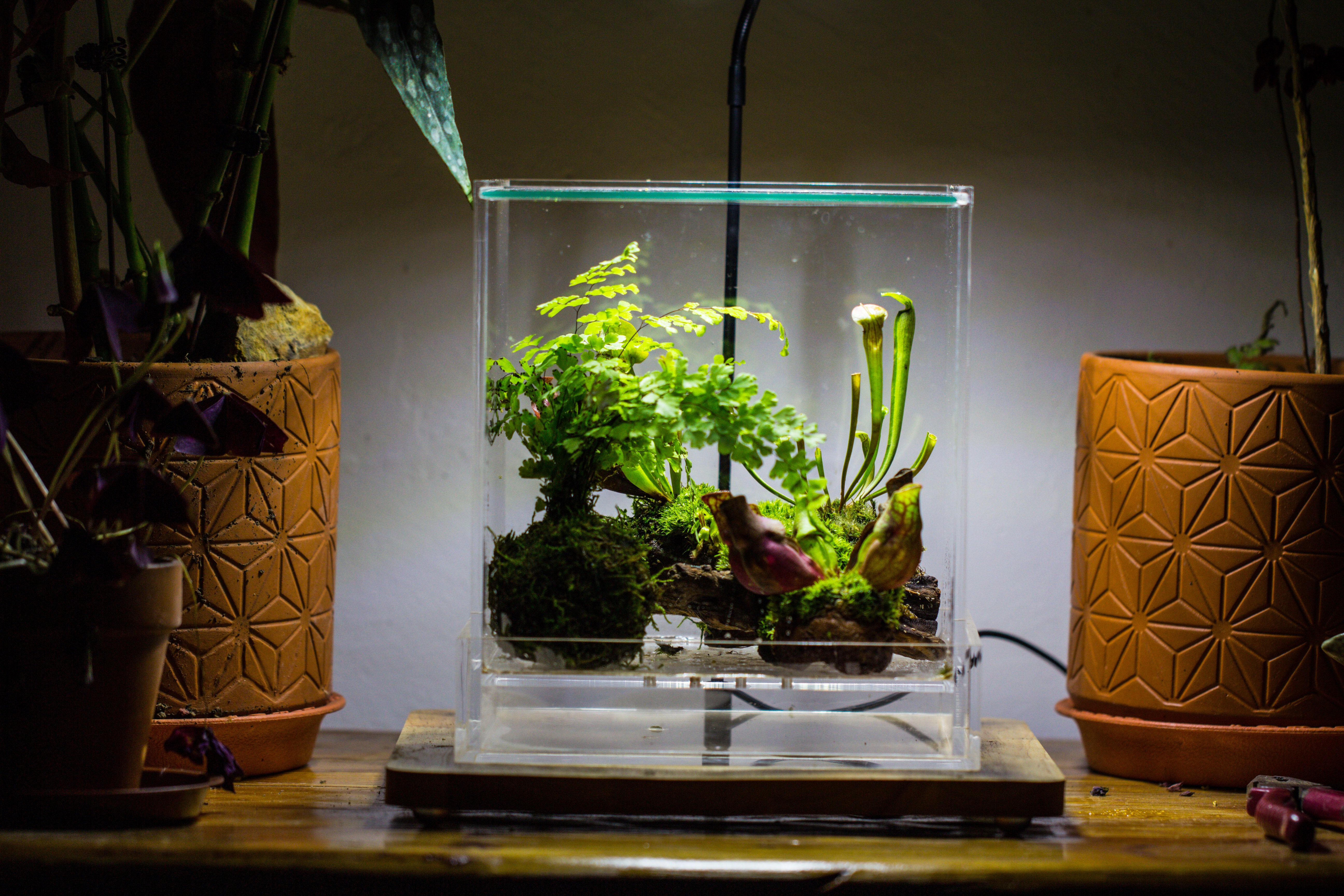 NCYP Acrylic Close terrarium with drainage bottom, suits for Fly Trap, Pitcher Plants, Moss Ball, Nursery, Small tropical Plants - NCYPgarden
