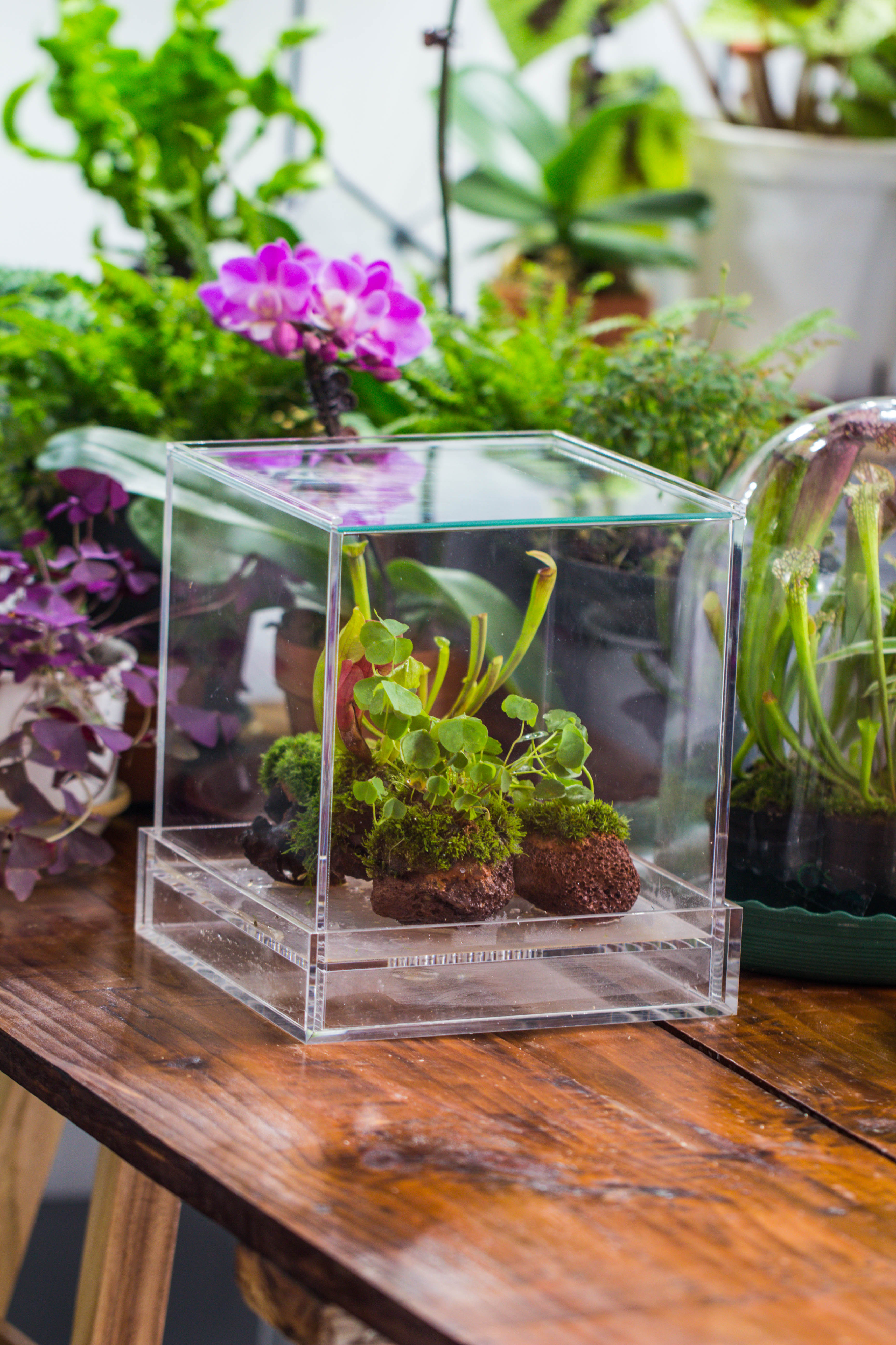 NCYP Acrylic Close terrarium with drainage bottom, suits for Fly Trap, Pitcher Plants, Moss Ball, Nursery, Small tropical Plants - NCYPgarden