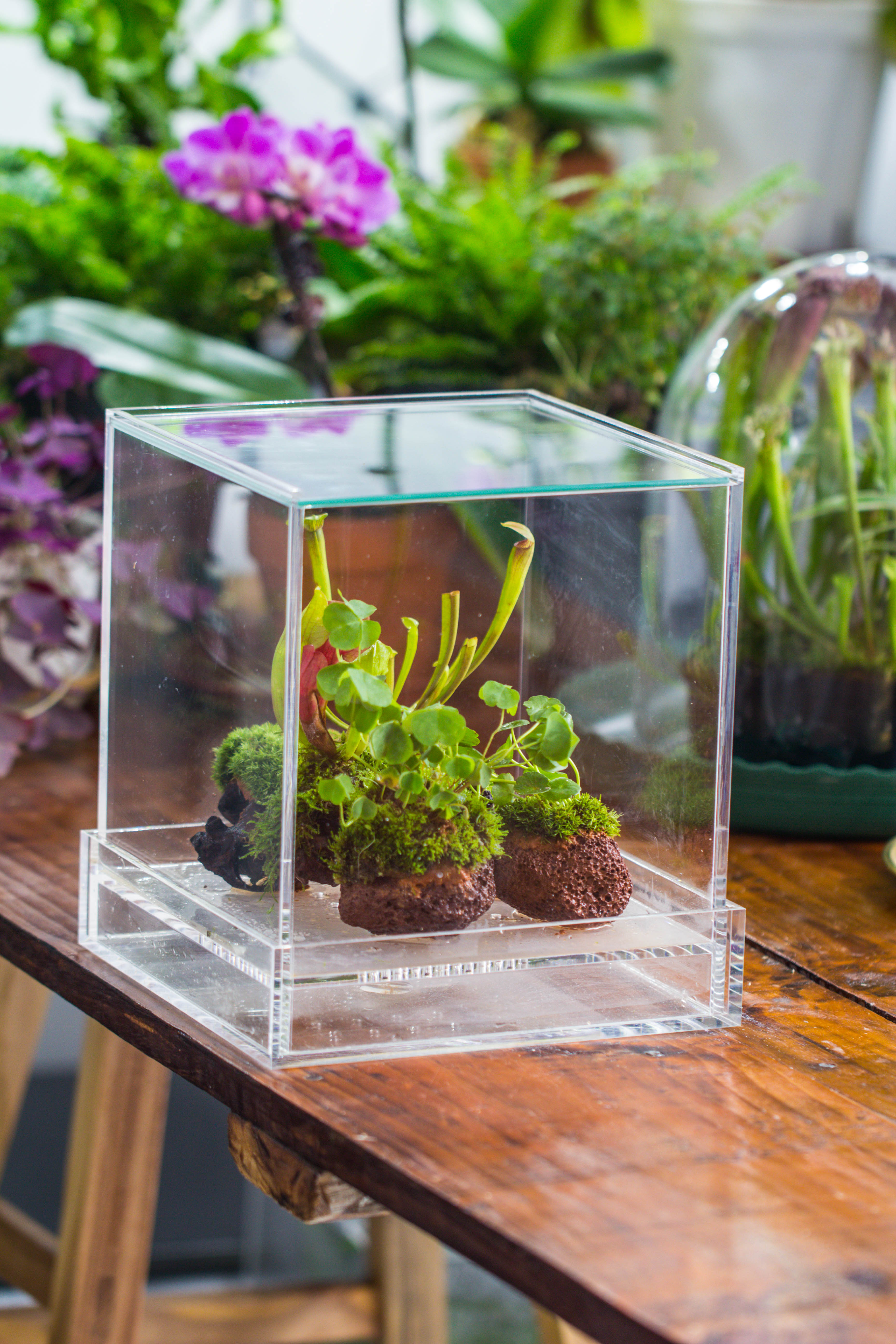NCYP Acrylic Close terrarium with drainage bottom, suits for Fly Trap, Pitcher Plants, Moss Ball, Nursery, Small tropical Plants - NCYPgarden
