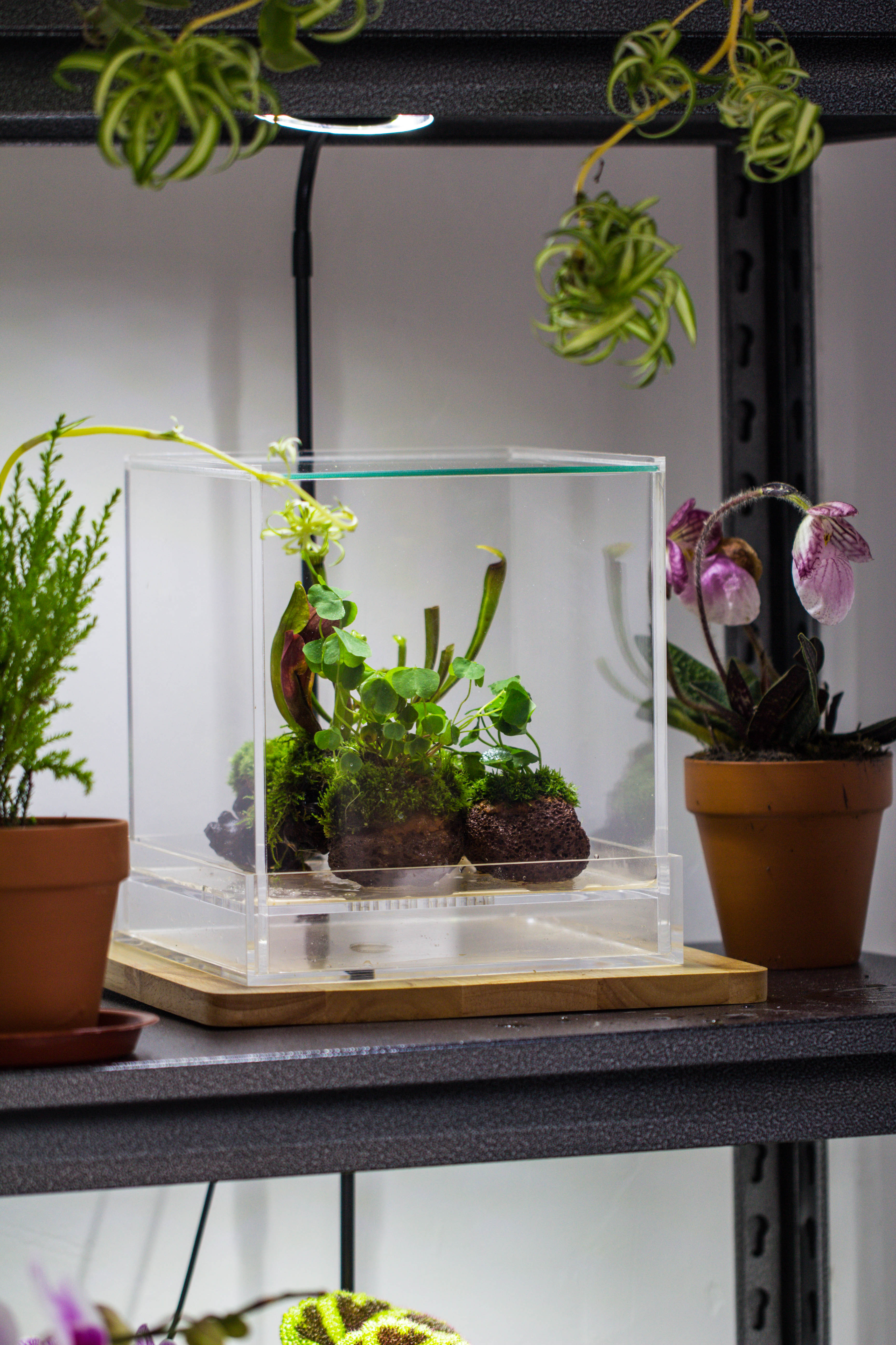 NCYP Acrylic Close terrarium with drainage bottom, suits for Fly Trap, Pitcher Plants, Moss Ball, Nursery, Small tropical Plants - NCYPgarden