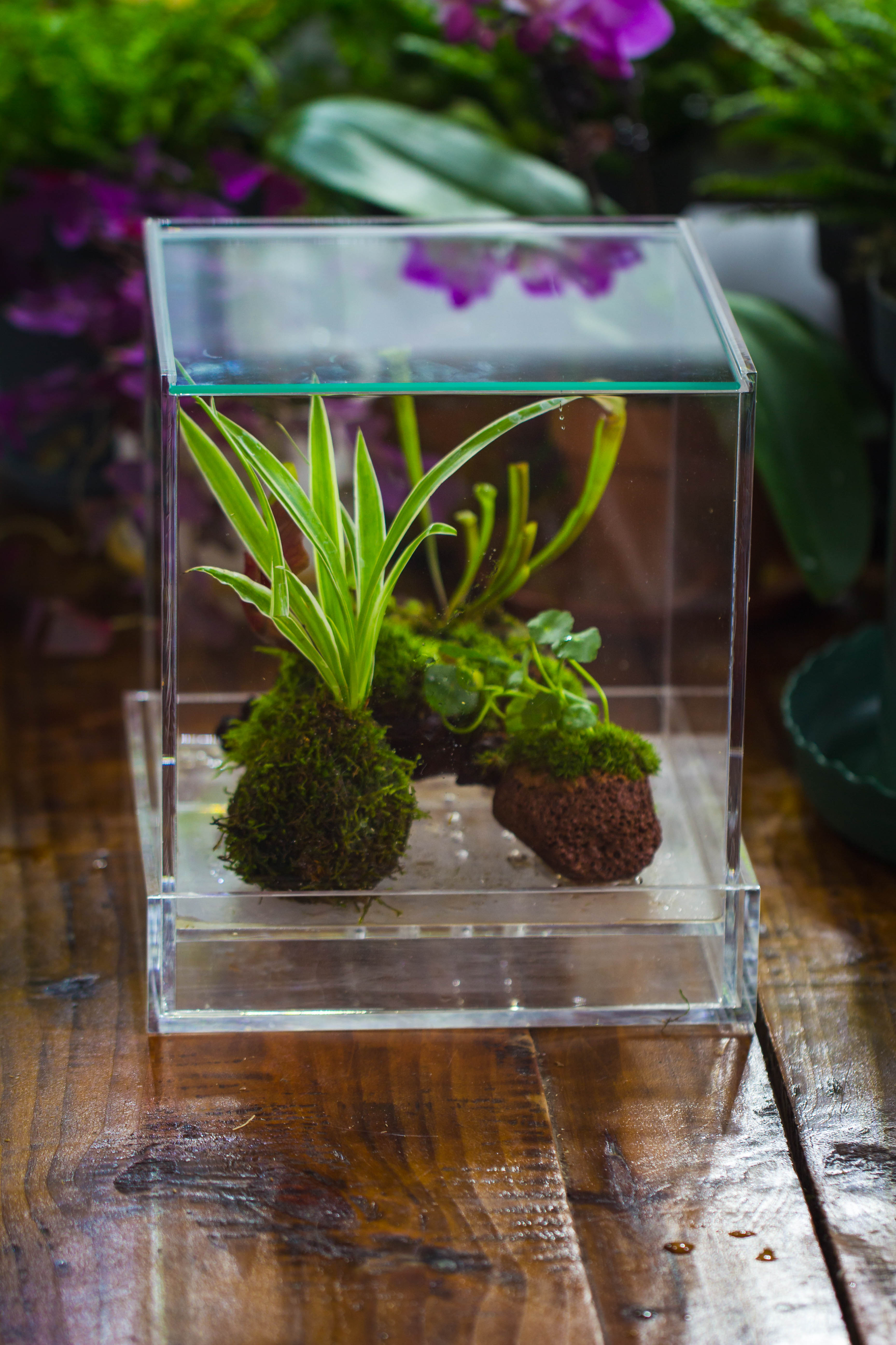 NCYP Acrylic Close terrarium with drainage bottom, suits for Fly Trap, Pitcher Plants, Moss Ball, Nursery, Small tropical Plants - NCYPgarden