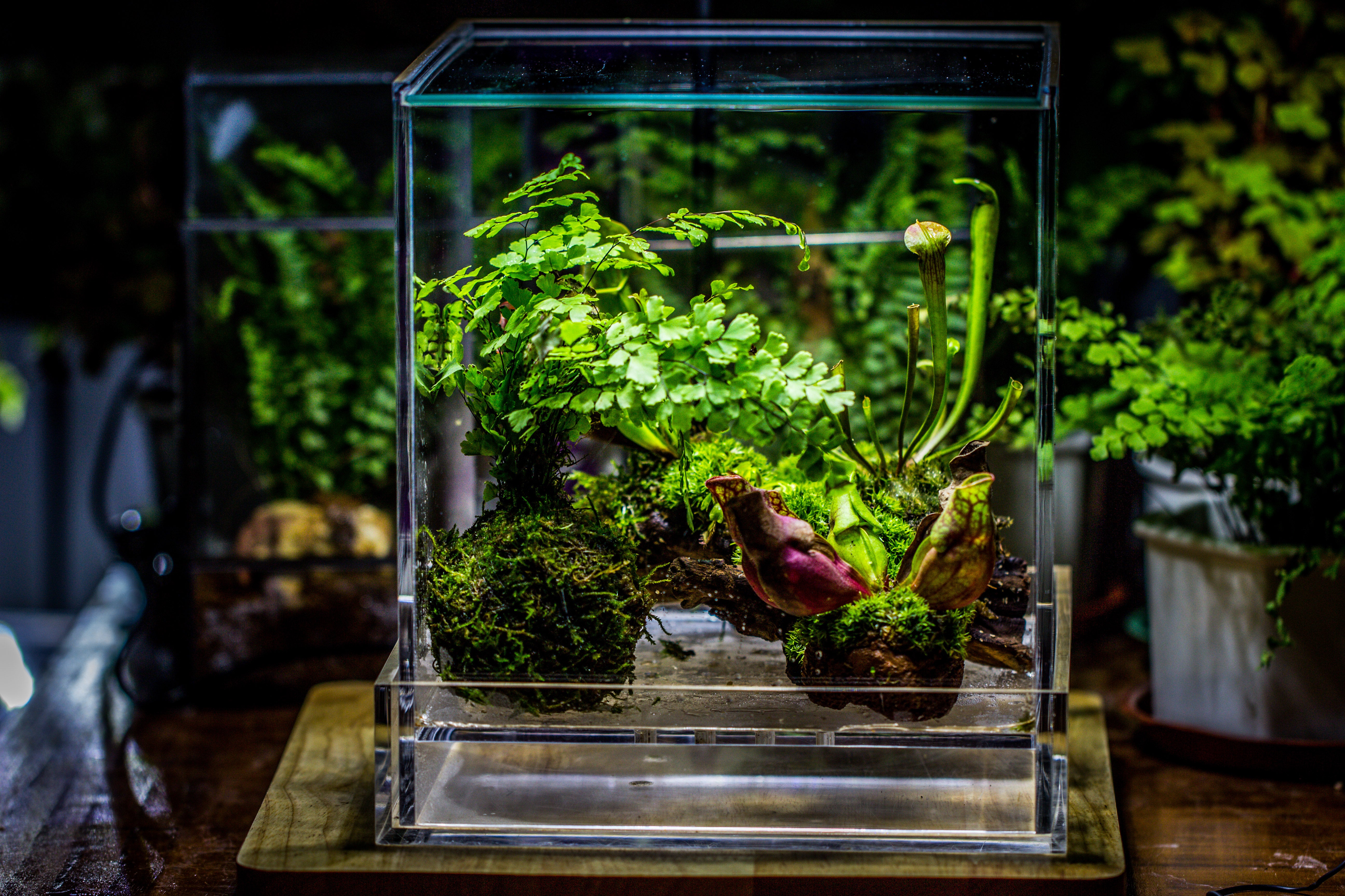 NCYP Acrylic Close terrarium with drainage bottom, suits for Fly Trap, Pitcher Plants, Moss Ball, Nursery, Small tropical Plants - NCYPgarden