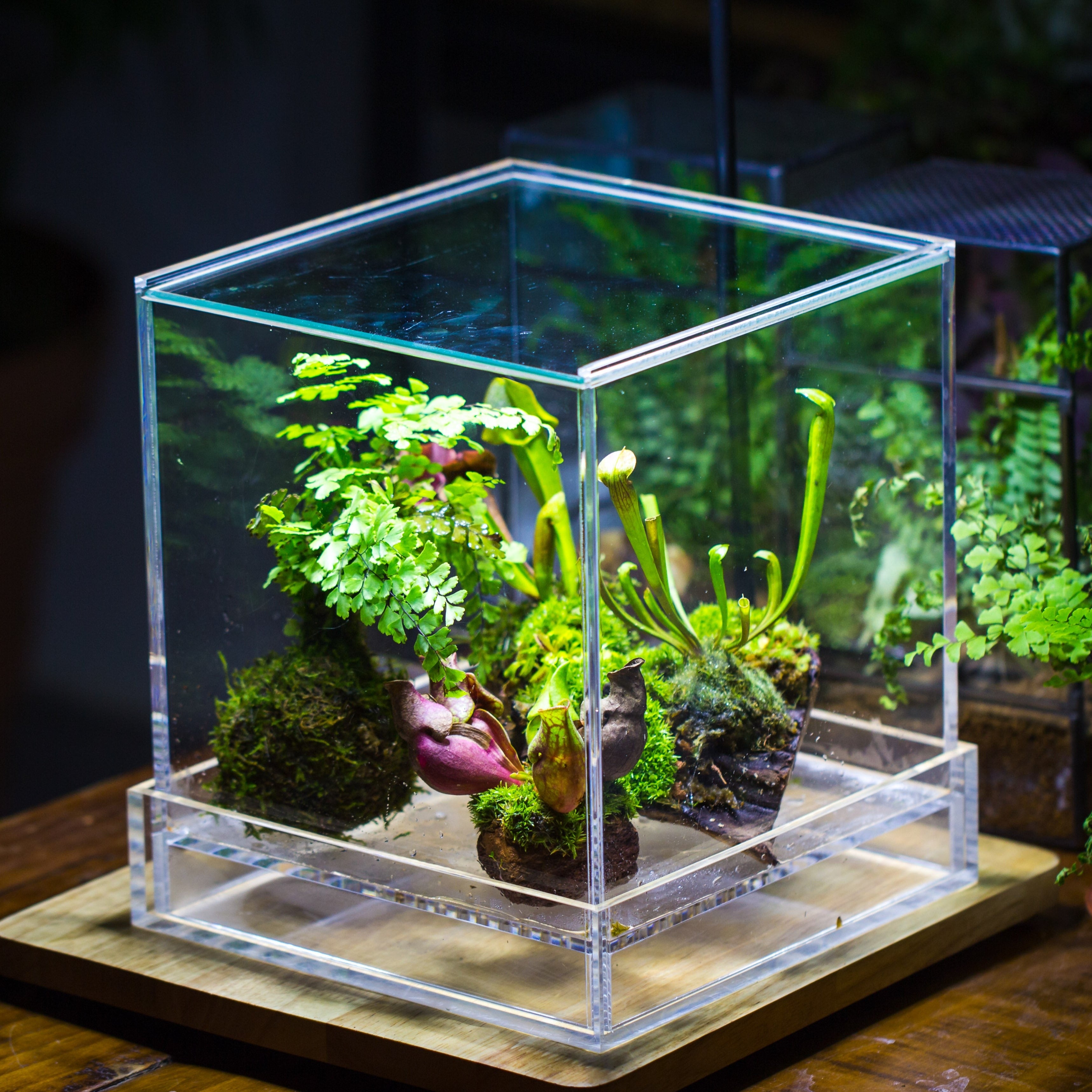 NCYP Acrylic Close terrarium with drainage bottom, suits for Fly Trap, Pitcher Plants, Moss Ball, Nursery, Small tropical Plants - NCYPgarden