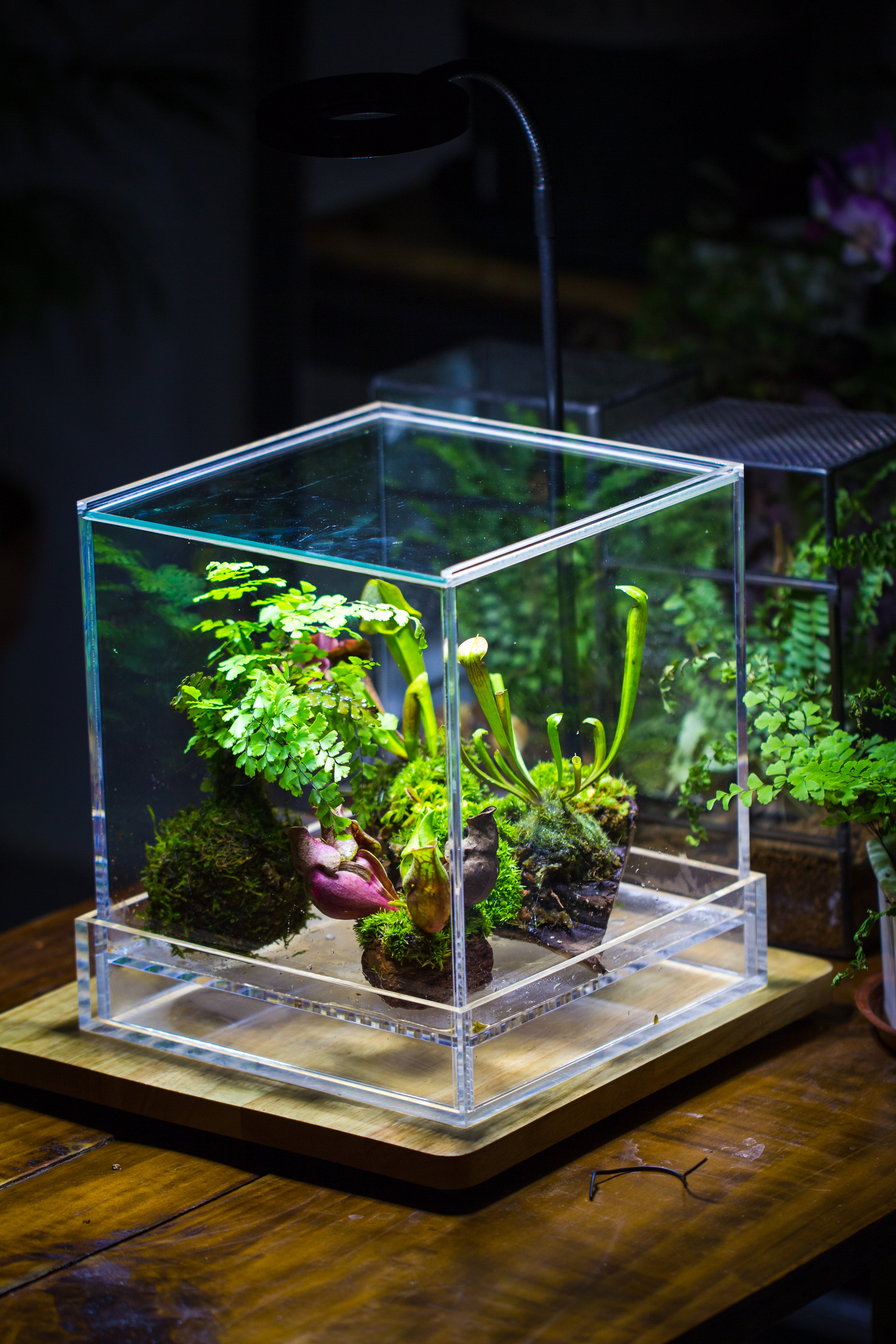 NCYP Acrylic Close terrarium with drainage bottom, suits for Fly Trap, Pitcher Plants, Moss Ball, Nursery, Small tropical Plants - NCYPgarden