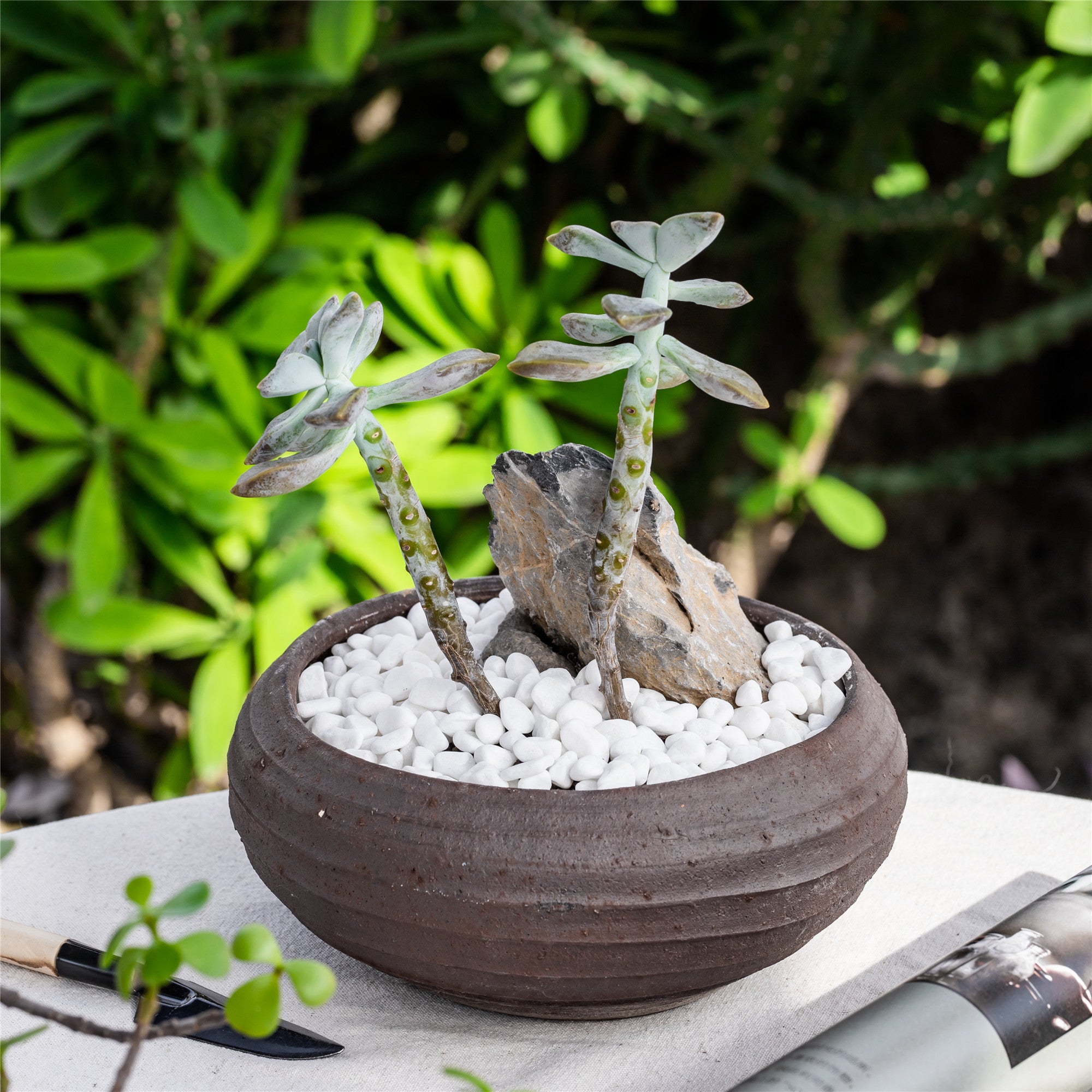 top dressing rocks for succulents Black Horticultural Lava Rock Soil for Plants & Bonsai – NCYPgarden