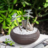 Decorative White Pebble Rocks for Succulents Top Dressing, for Terrarium, Fairy Gardening - NCYPgarden