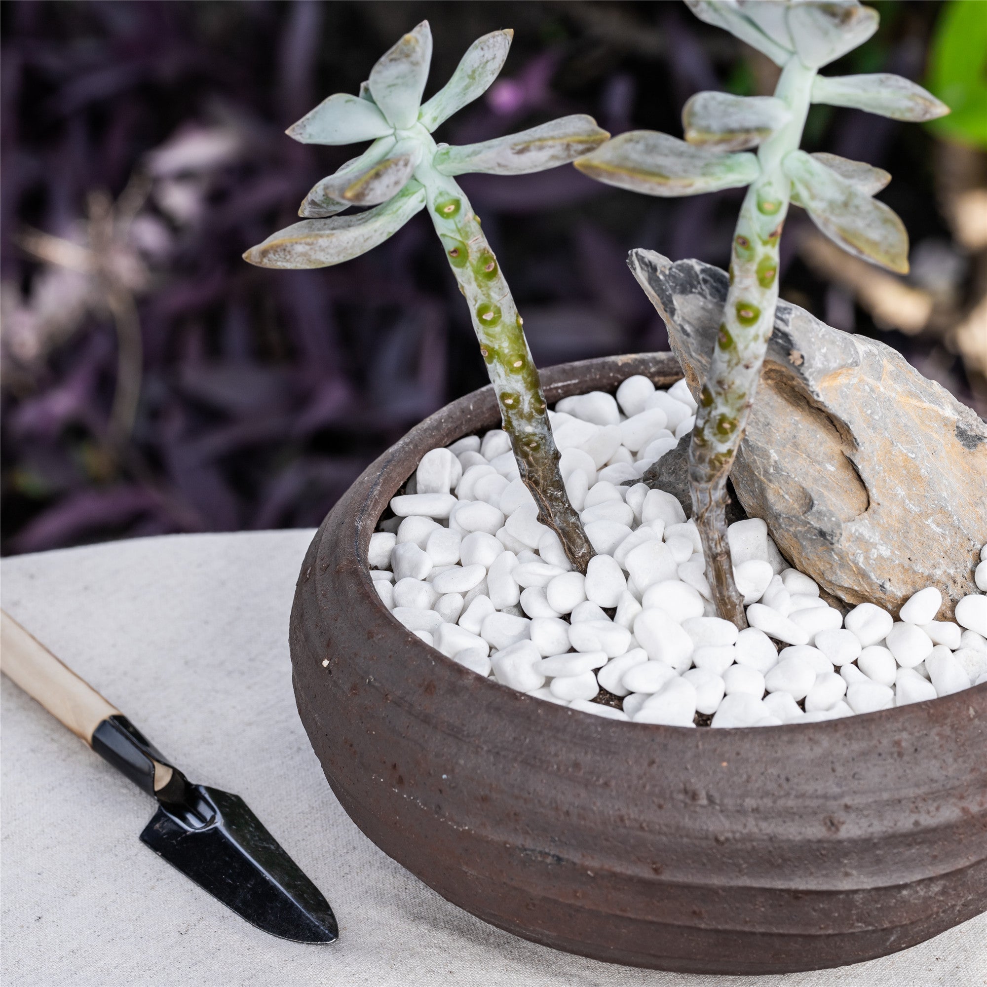 white rocks for succulents Decorative White Pebble Rocks for Succulents Top Dressing, for Terrarium, Fairy Gardening