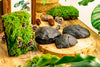 Gardening Plasticine DIY clay for perserved moss, vertical garden, terrarium, micro landscape, 500g / 1.1lb - NCYPgarden