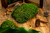 Persered Long hairy Moss, Green 20x50cm, for DIY moss wall, moss terrarium, vertical garden - NCYPgarden