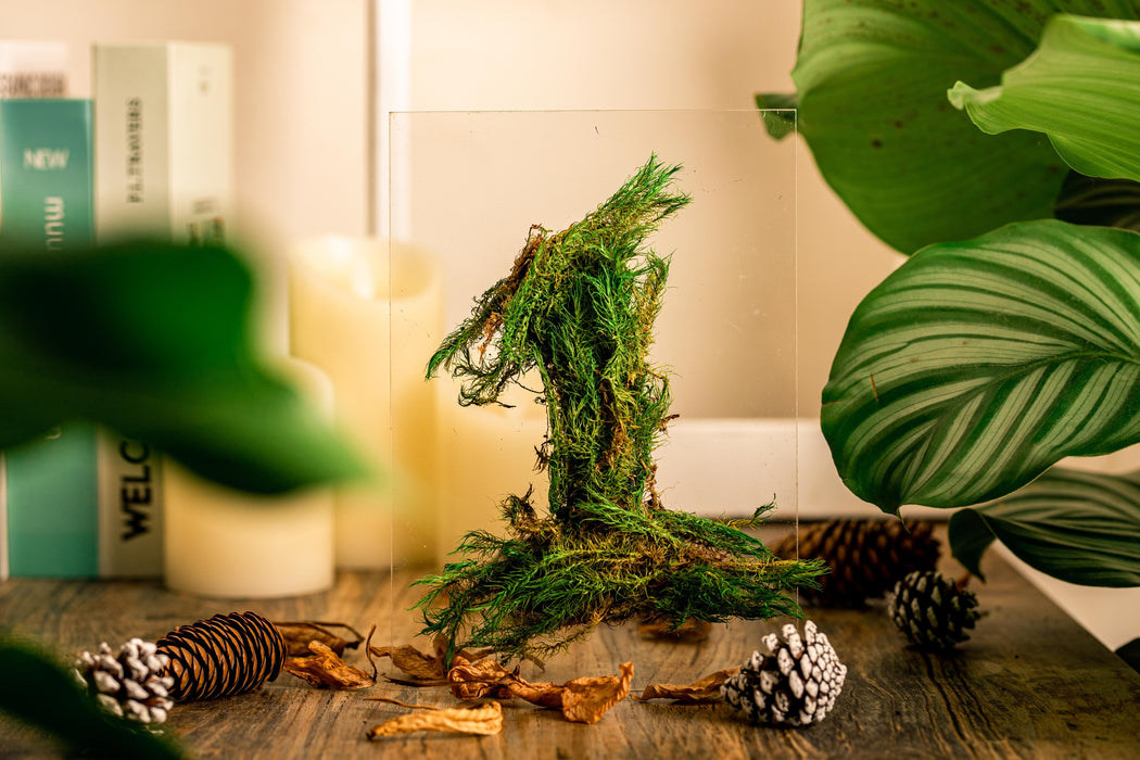 Persered Long hairy Moss, Green 20x50cm, for DIY moss wall, moss terrarium, vertical garden - NCYPgarden