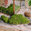 Preserved Short Moss, Natural Green 20x50cm, for DIY moss wall, moss terrarium, vertical garden - NCYPgarden