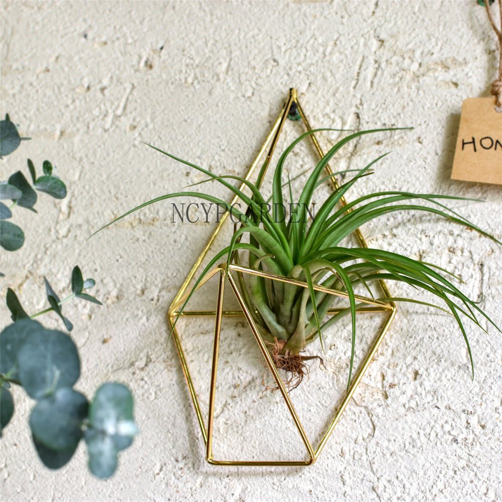 air plant holder wall Rustic Wall Mount Hanging Geometric Metal Tillandsia Air Plants Holder