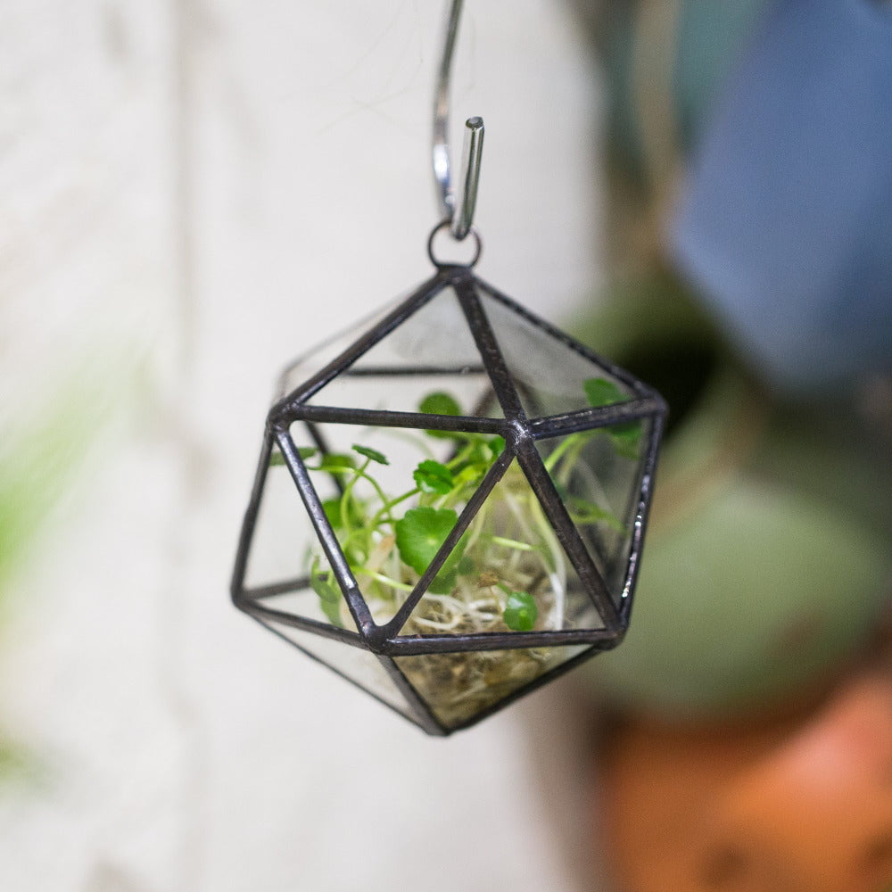 Modern Hanging Triangular Mine Round Ball Glass Geometric Terrarium for Succulent Plant Fern Moss - NCYPgarden