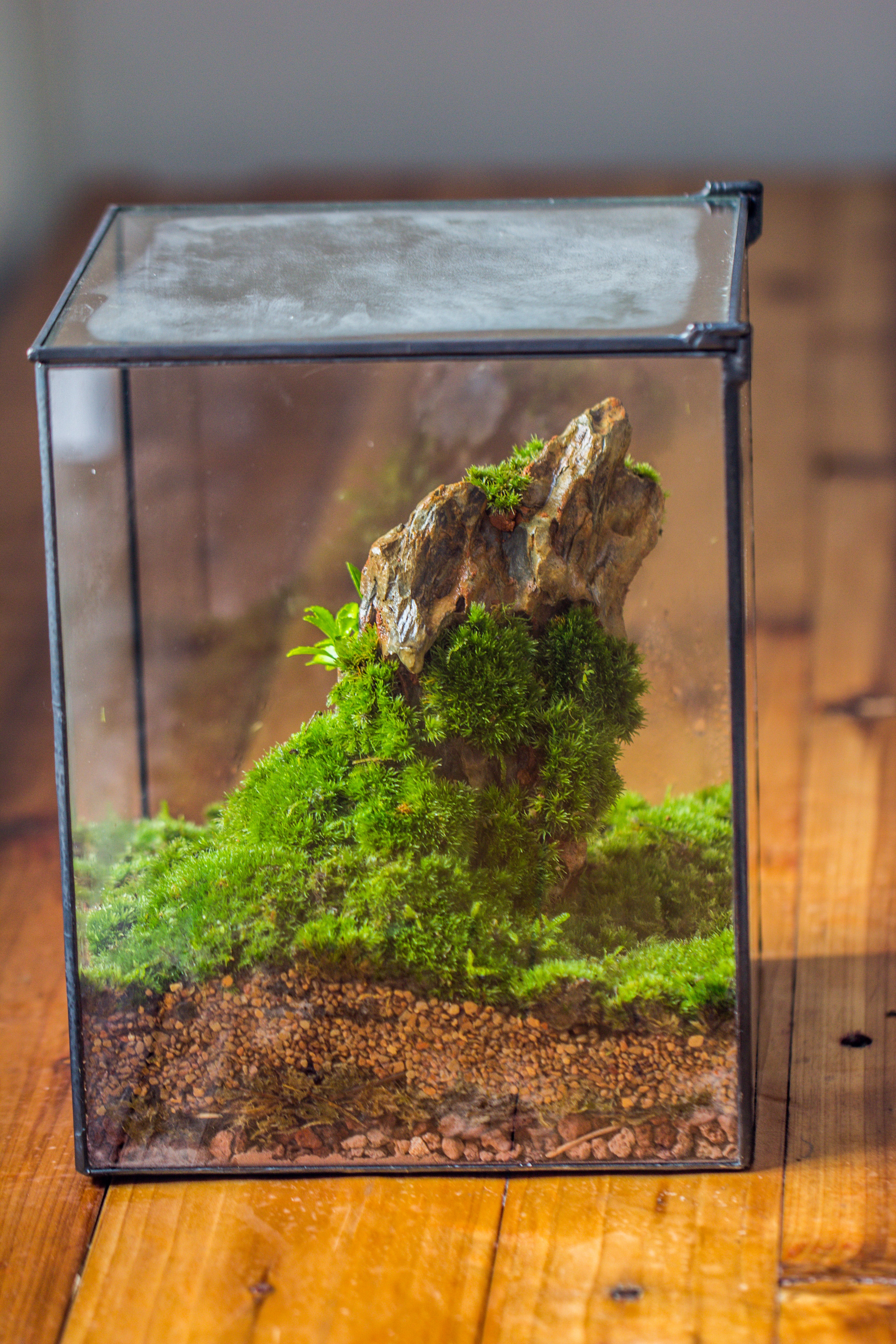 NCYP Basic Rectangle Close Geometric Glass Tin Terrarium, Planter  Multiple Size for Moss Wall, Fern, Landscape multiple size, No plants - NCYPgarden