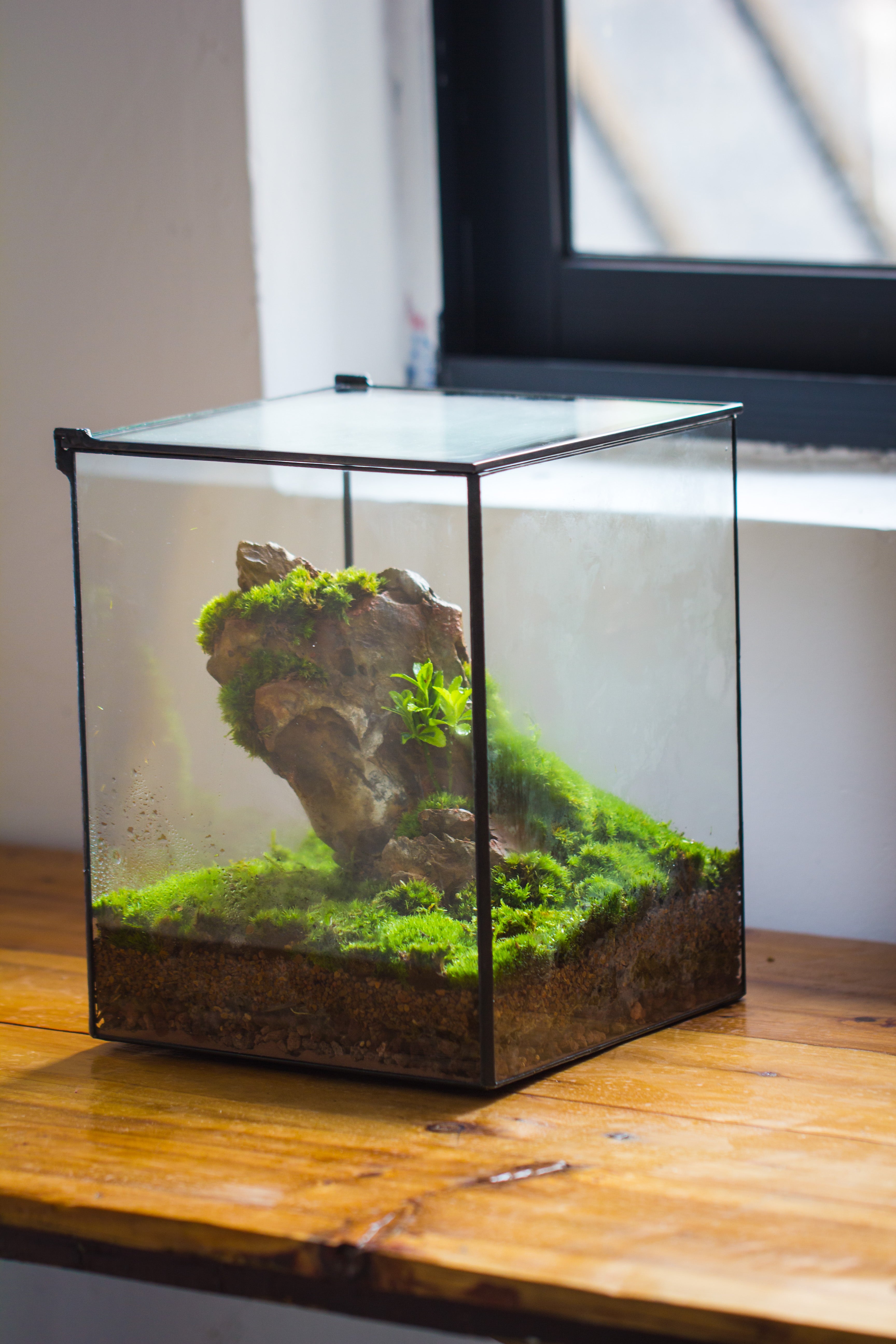 NCYP Basic Rectangle Close Geometric Glass Tin Terrarium, Planter  Multiple Size for Moss Wall, Fern, Landscape multiple size, No plants - NCYPgarden