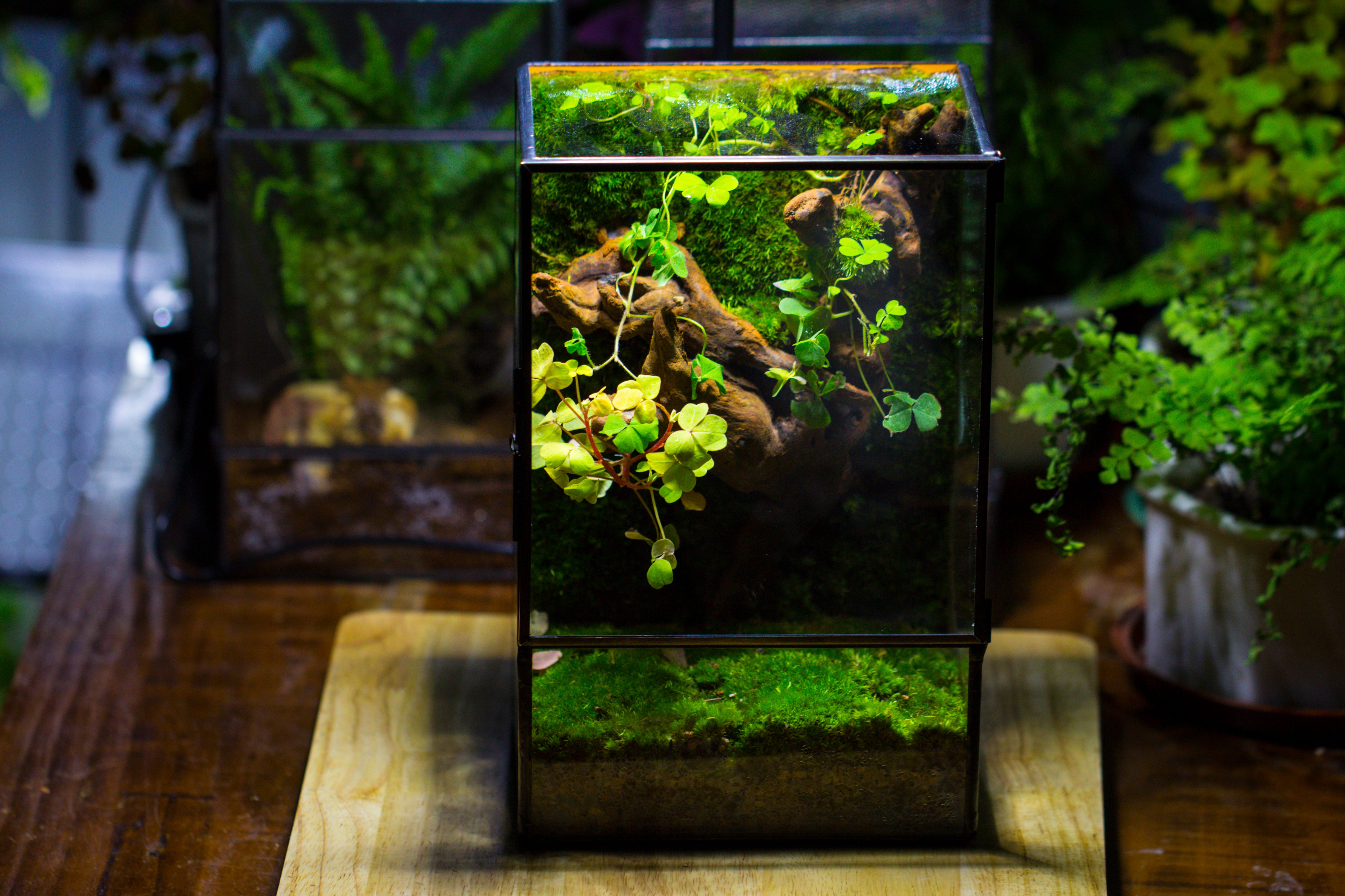 Geometric Glass Terrarium with Door - Moss Wall Planter – NCYPgarden