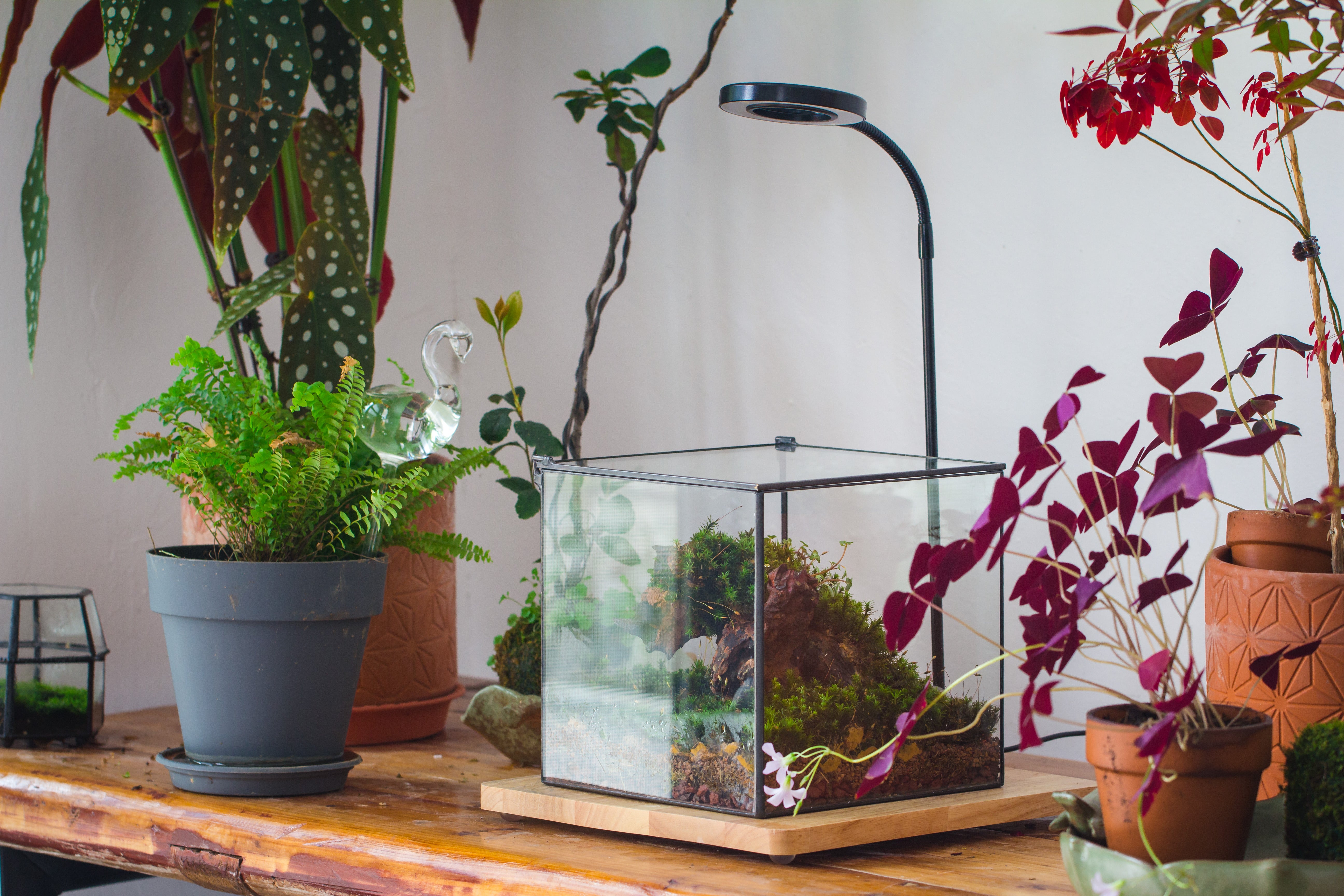 NCYP Basic Rectangle Close Geometric Glass Tin Terrarium, Planter  Multiple Size for Moss Wall, Fern, Landscape multiple size, No plants - NCYPgarden