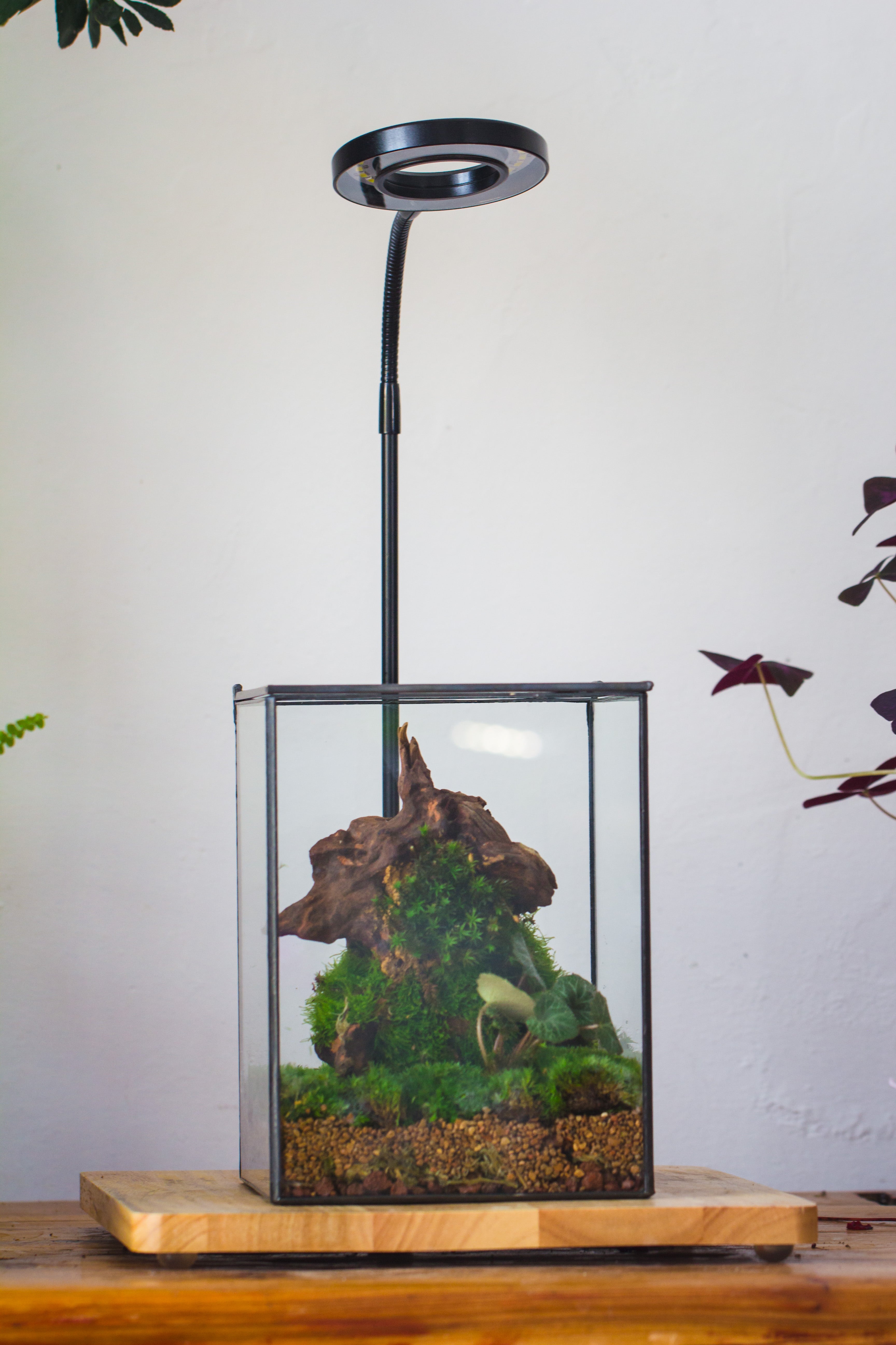 NCYP Basic Rectangle Close Geometric Glass Tin Terrarium, Planter  Multiple Size for Moss Wall, Fern, Landscape multiple size, No plants - NCYPgarden